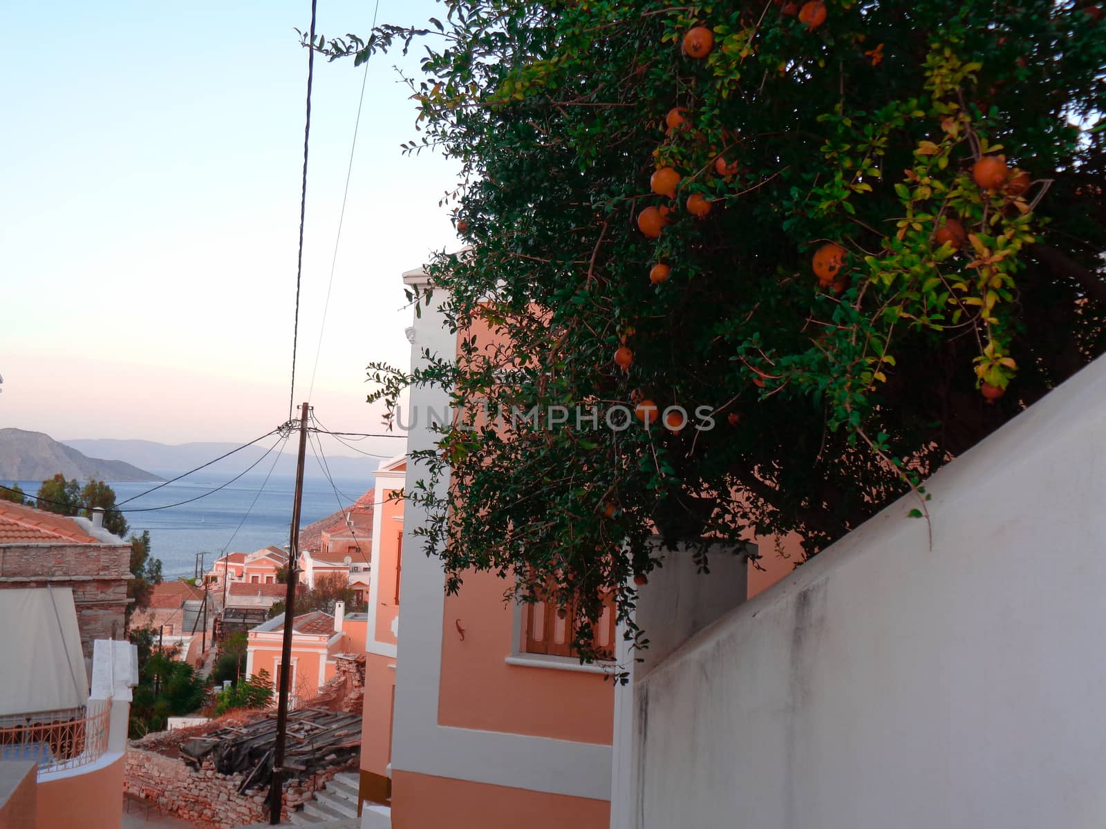 orange tree in greece