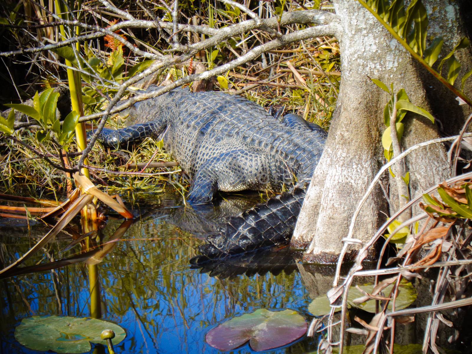 a crocodile in florida by Tevion25