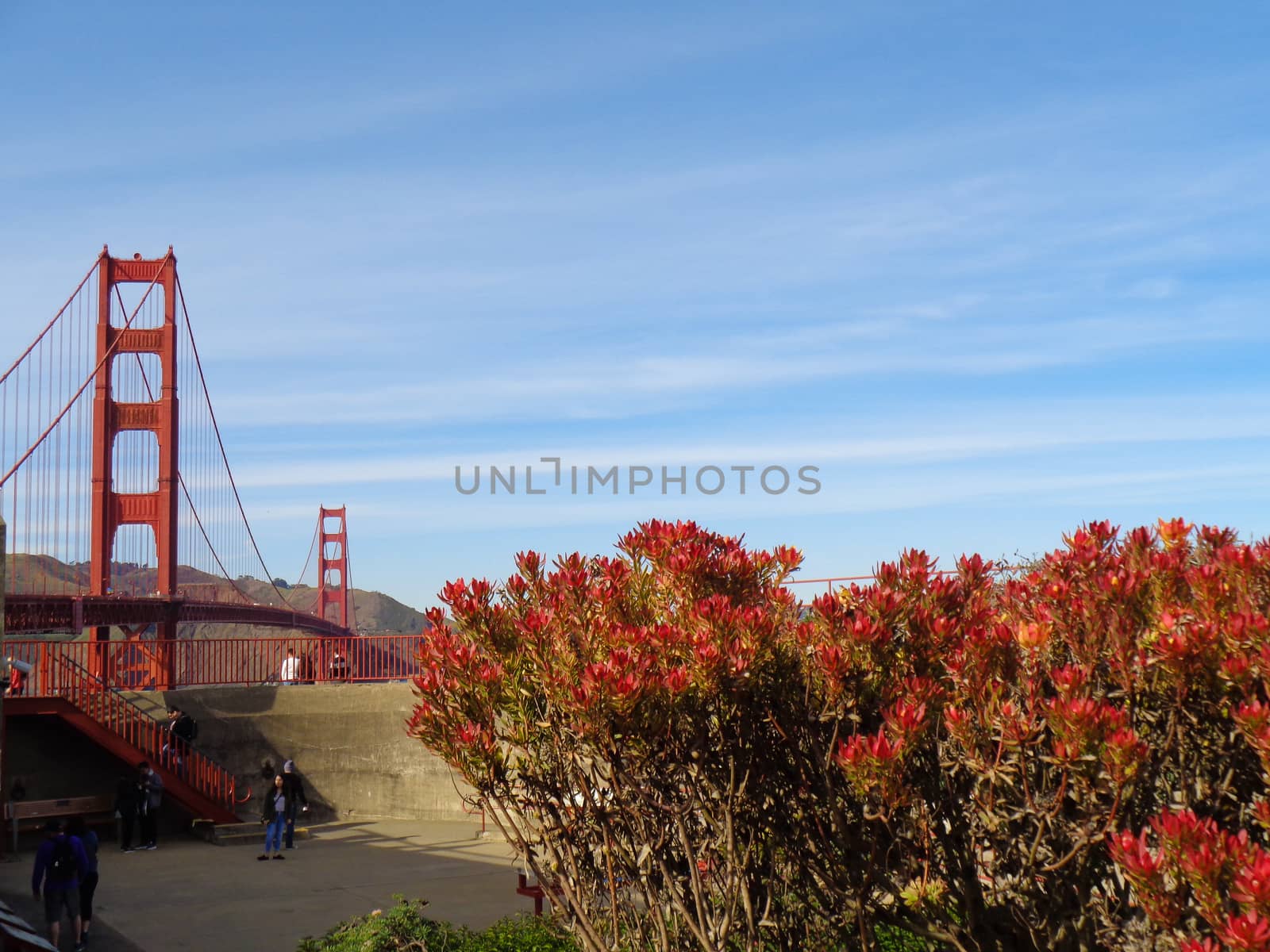 golden gate bridge from the park by Tevion25