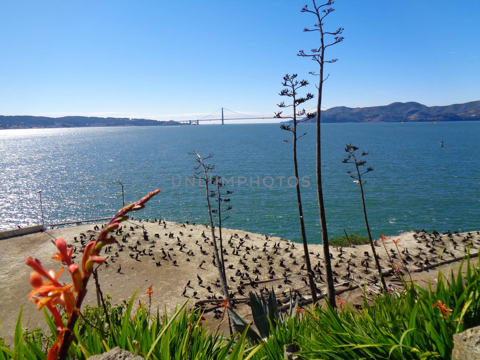 golden gate bridge