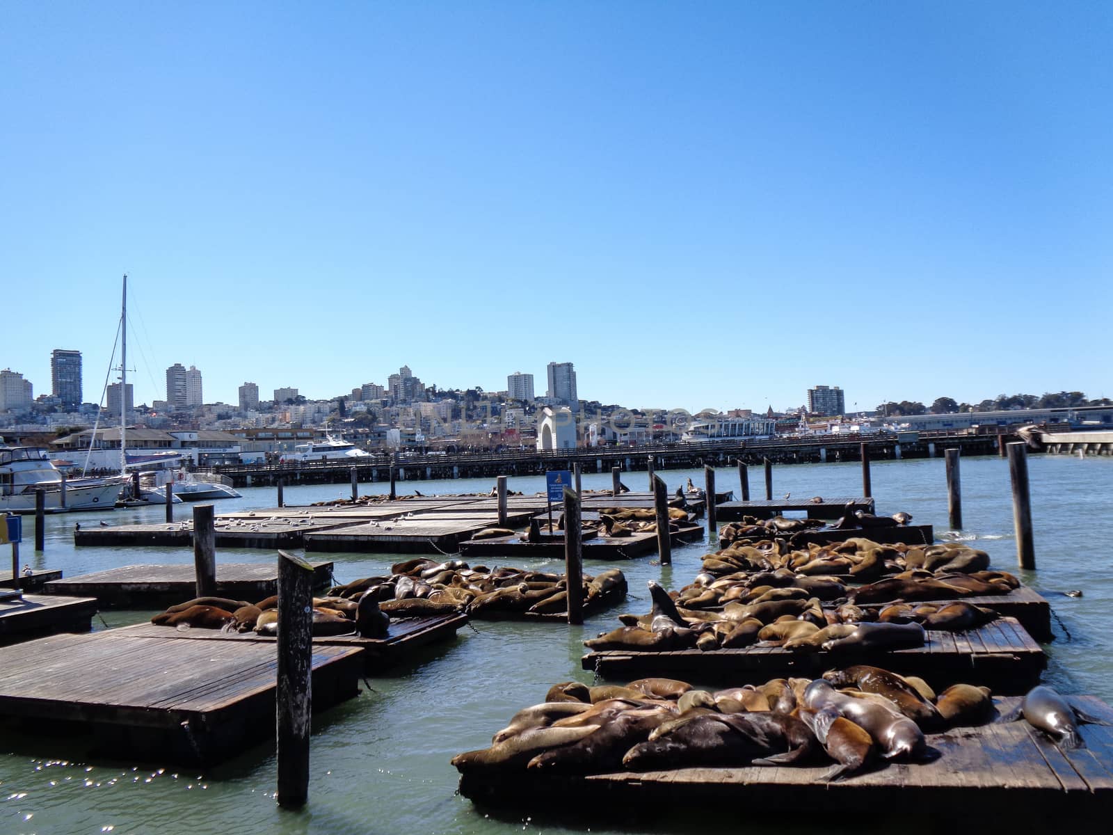 seals at the beach by Tevion25