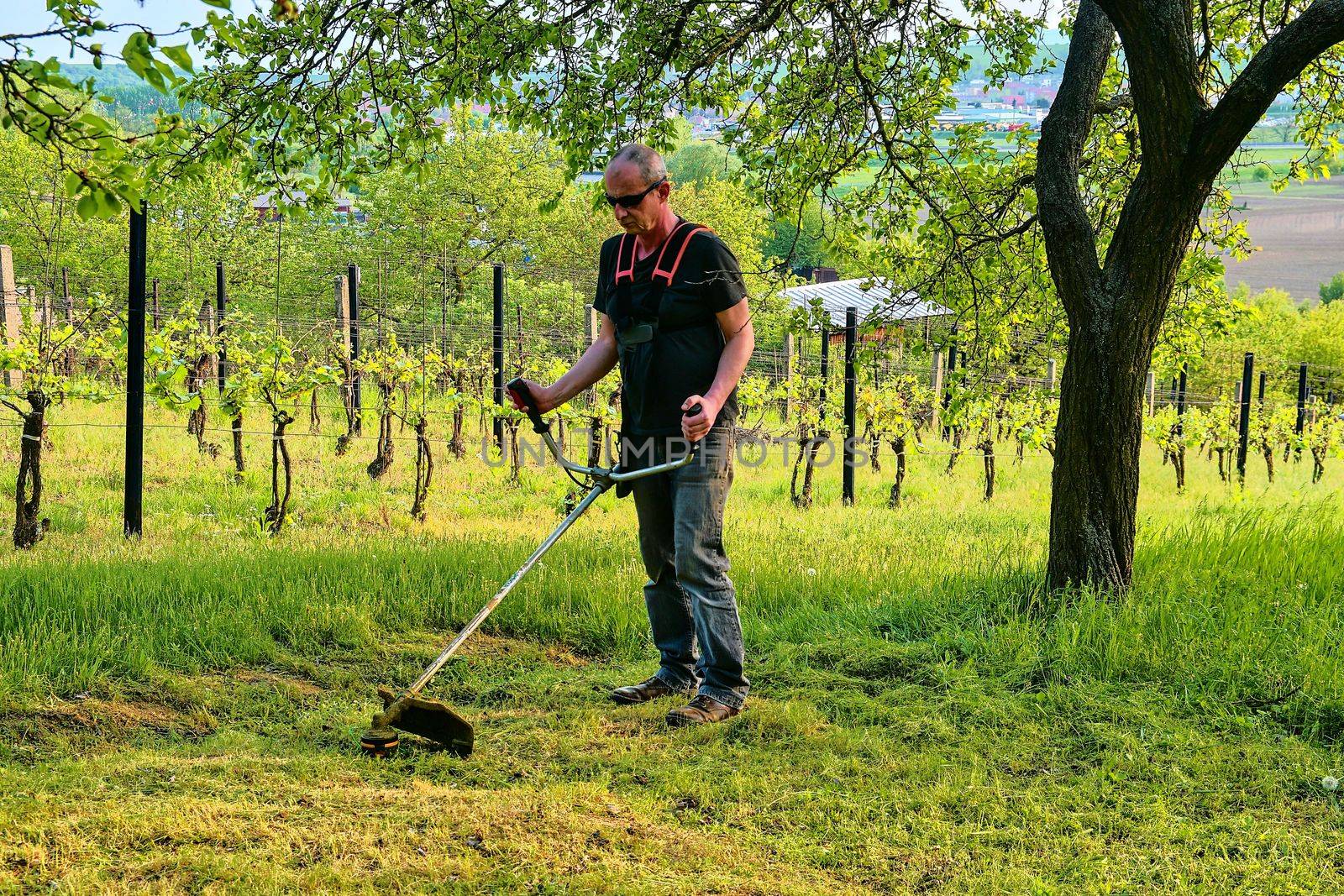 Midle aged man using a brush cutter. Mature man in the garden. Gardening concept by roman_nerud