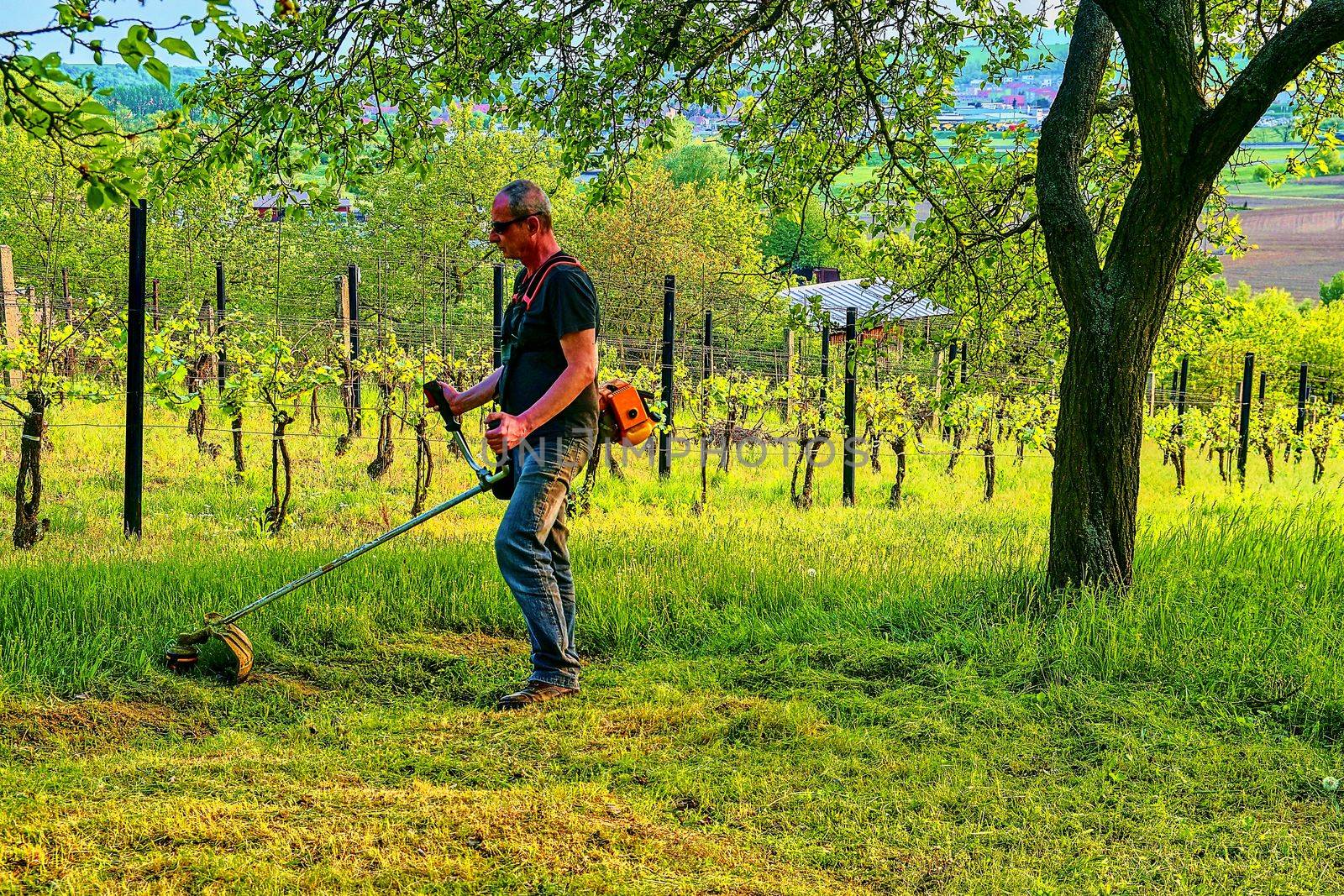 Midle aged man using a brush cutter. Mature man in the garden. Gardening concept.