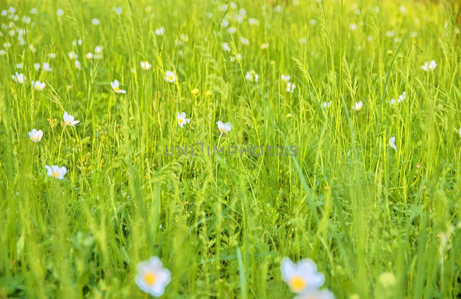 Beautiful spring green meadow with white blooms of flowers. Spring backgrounds and concept by roman_nerud