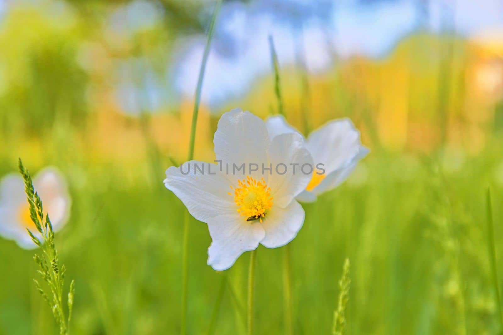 Beautiful spring green meadow with white blooms of flowers. Spring backgrounds and concept. Close-up.