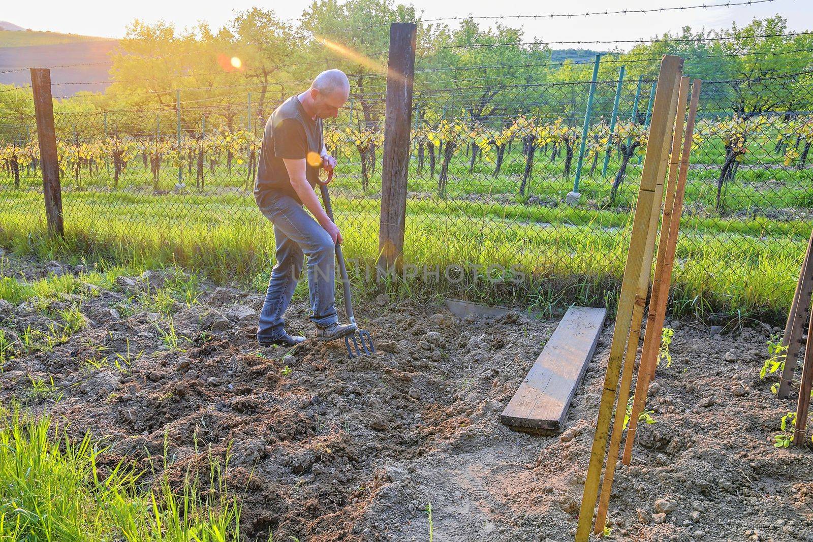 Midle aged man digging soil with garden fork. Mature man in the garden. Gardening and hobby concept. 