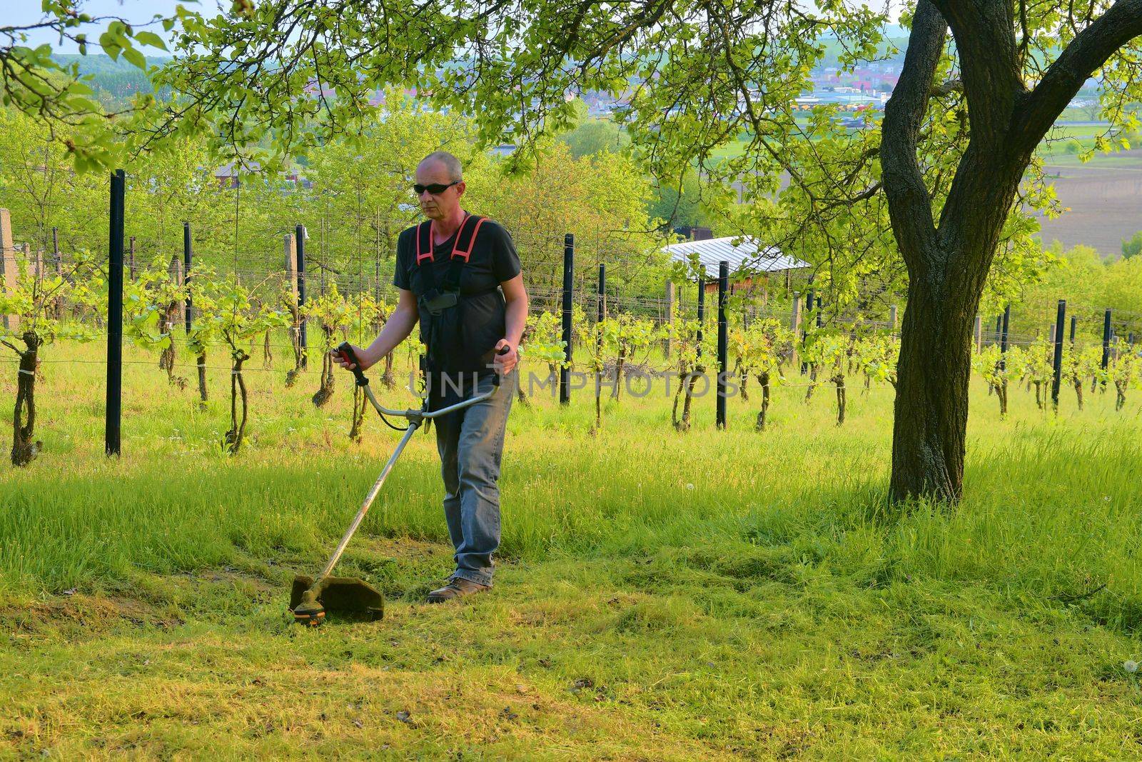 Midle aged man using a brush cutter. Mature man in the garden. Gardening concept by roman_nerud