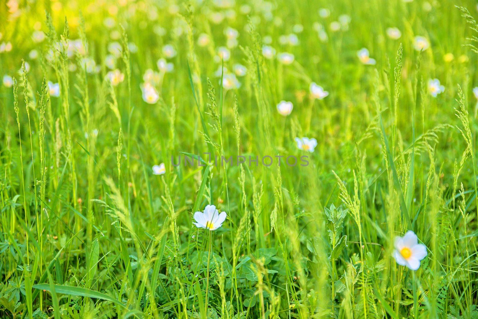 Beautiful spring green meadow with white blooms of flowers. Spring backgrounds and concept by roman_nerud