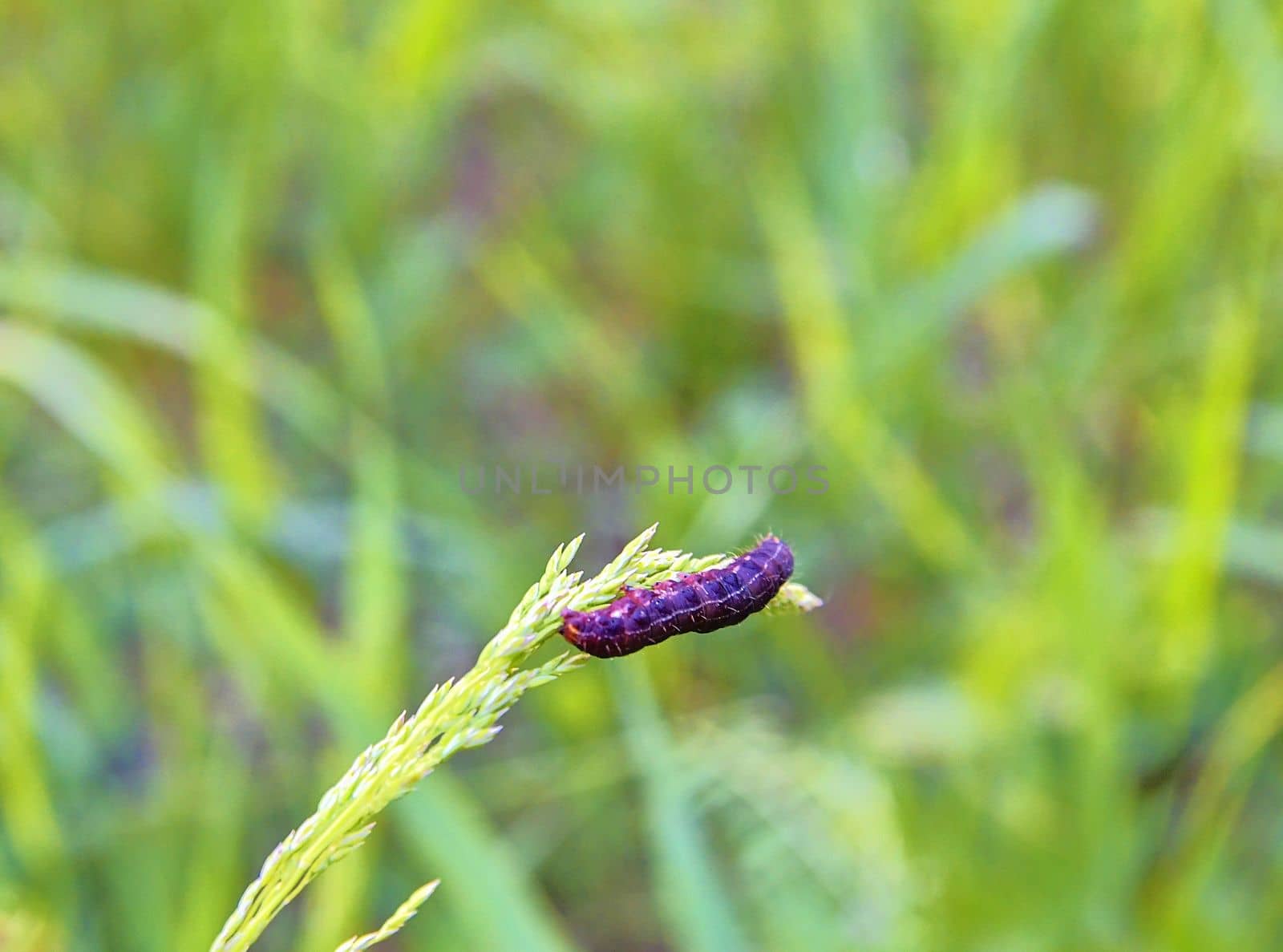 Caterpillar on a stalk. Rich green background by roman_nerud