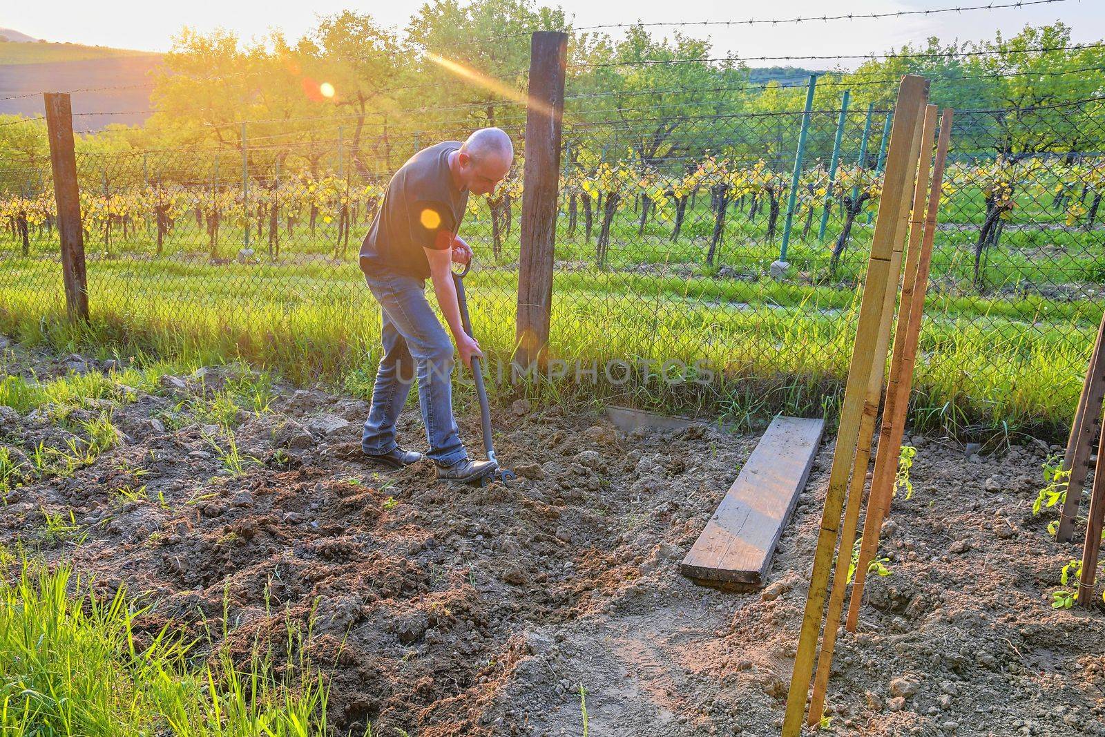 Midle aged man digging soil with garden fork. Gardening and hobby concept by roman_nerud