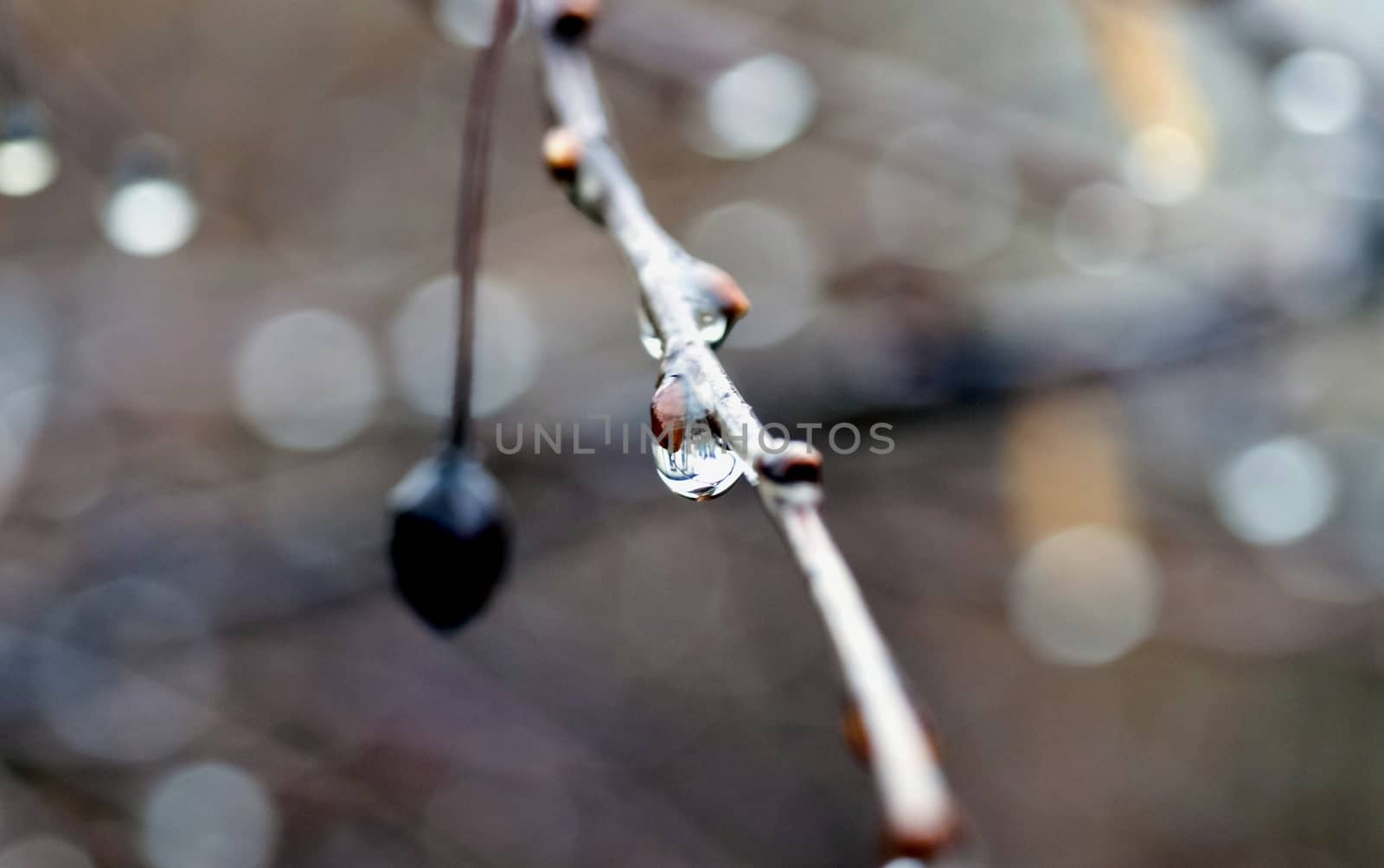 branch with raindrops in natural light, soft focus, narrow the focus area