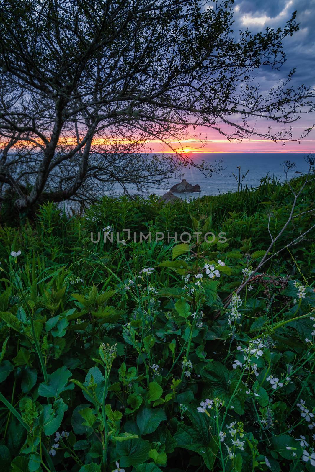 Landscape color image of a beautiful Pacific Northewest sunset with wildflowers in the foreground.