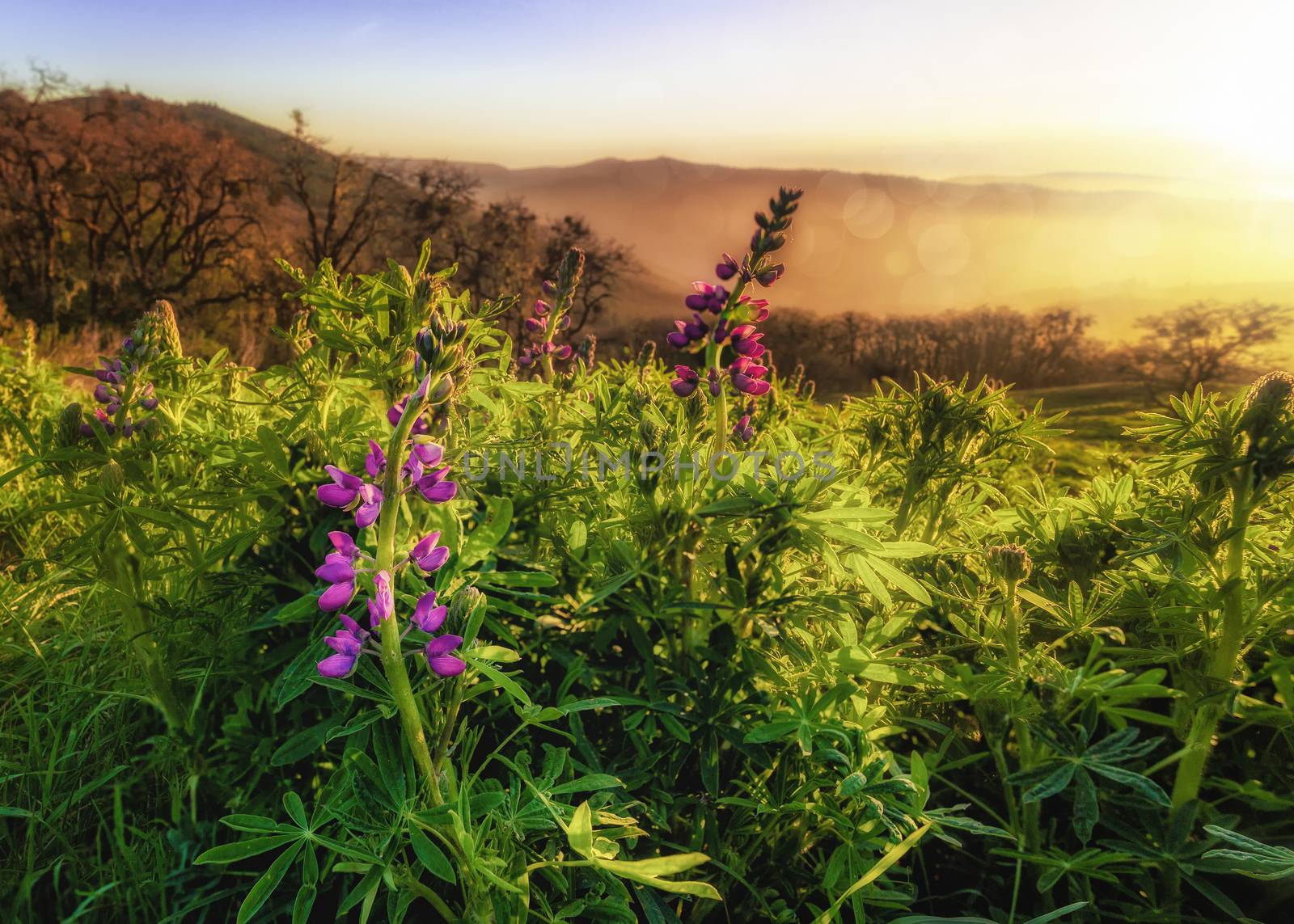 Landscape image of beautiful lupine blooms at sunset. Northern California, USA.