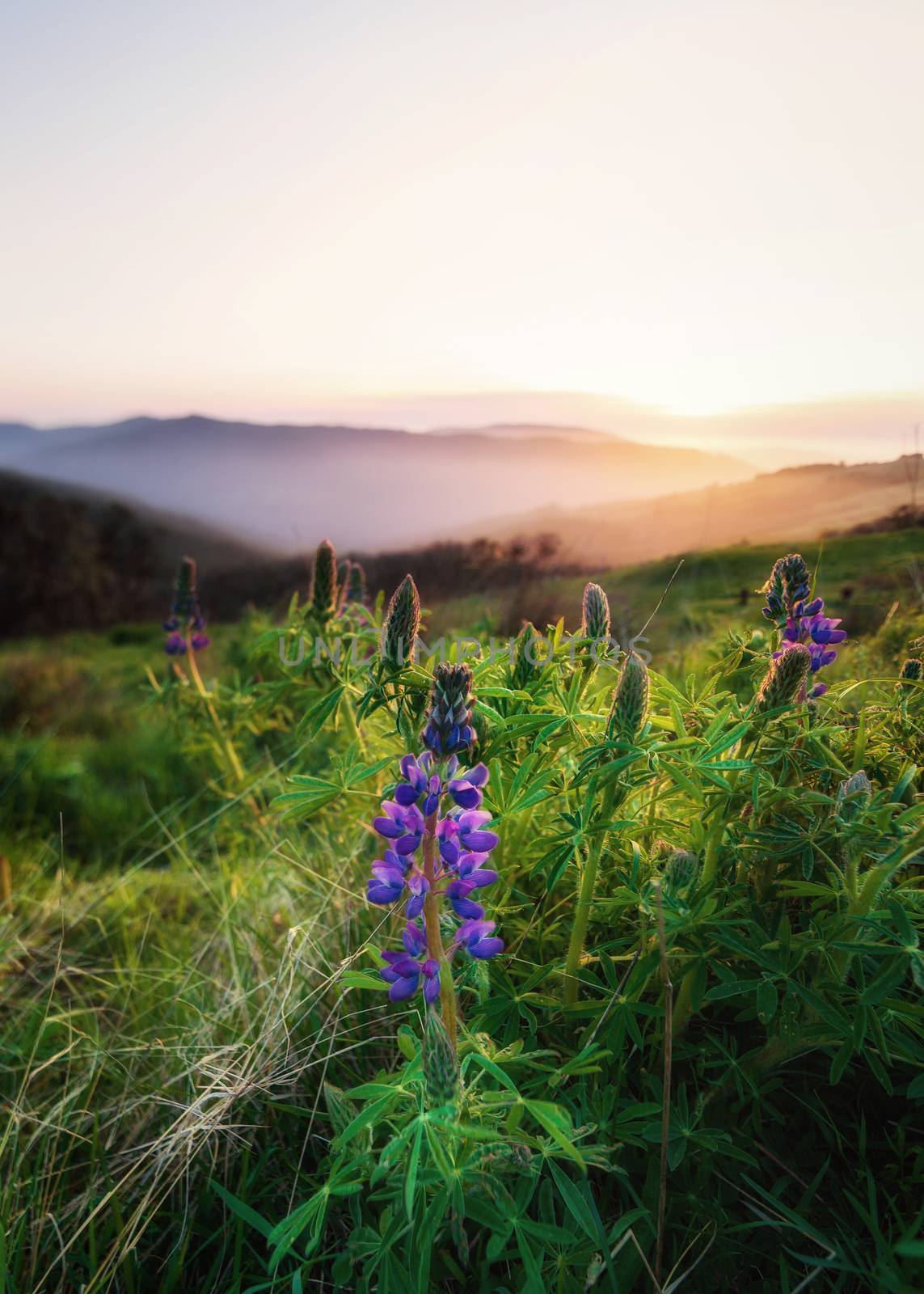 Wild Lupine Flowers at Sunset by backyard_photography