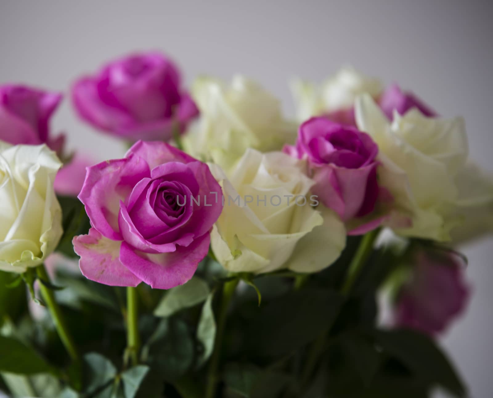 pink and white roses as an arangement