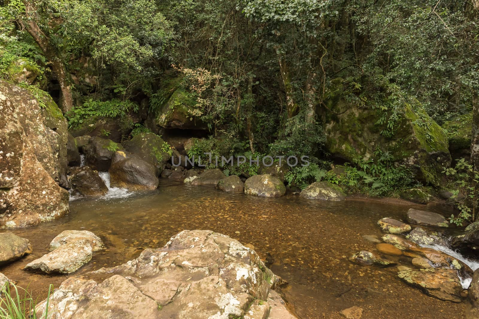 A pond in the Gudu forest on the hiking trail to the bottom of the Gudu falls near Mahai in the Drakensberg