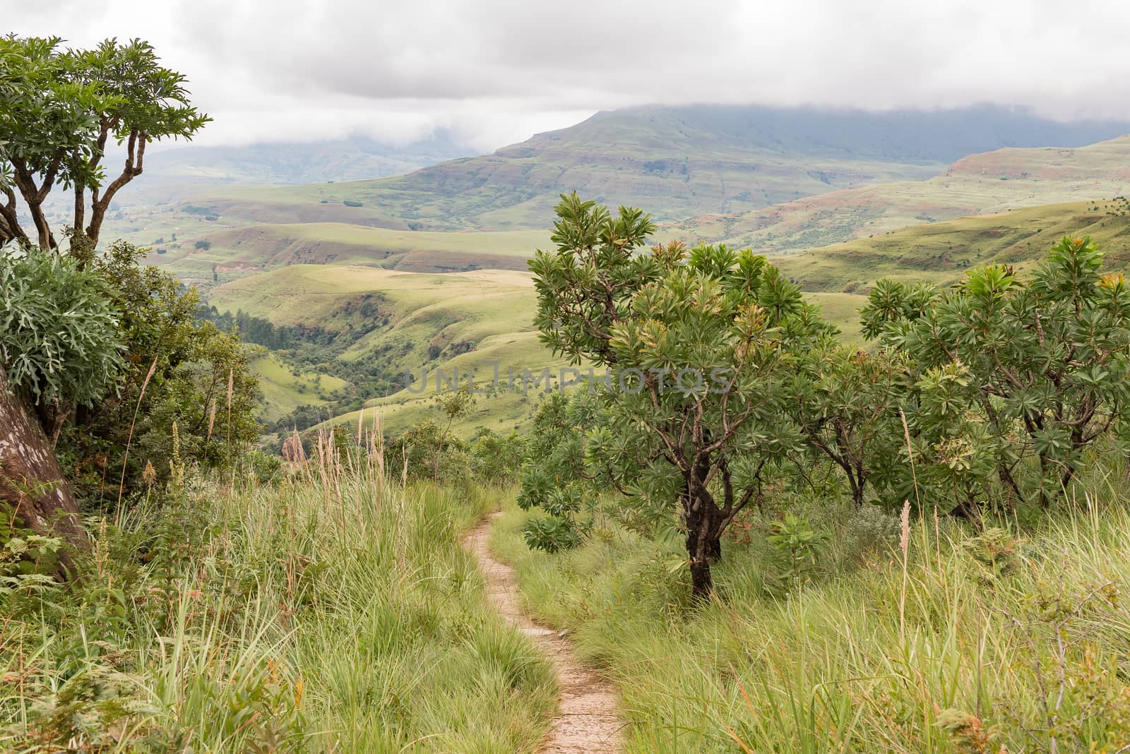 The trail from Lookout Rock to Mahai in the Kwazulu-Natal Drakensberg passes through a tree-protea forest