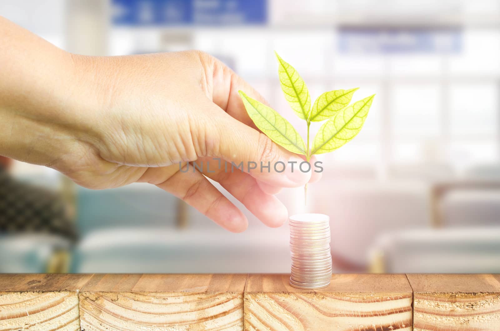 Close-Up Of Female Hand Pick Up The Leaf On The Coin With Office Blur Background ,Business Finance And Money Concept, Business Investment Growth Concept