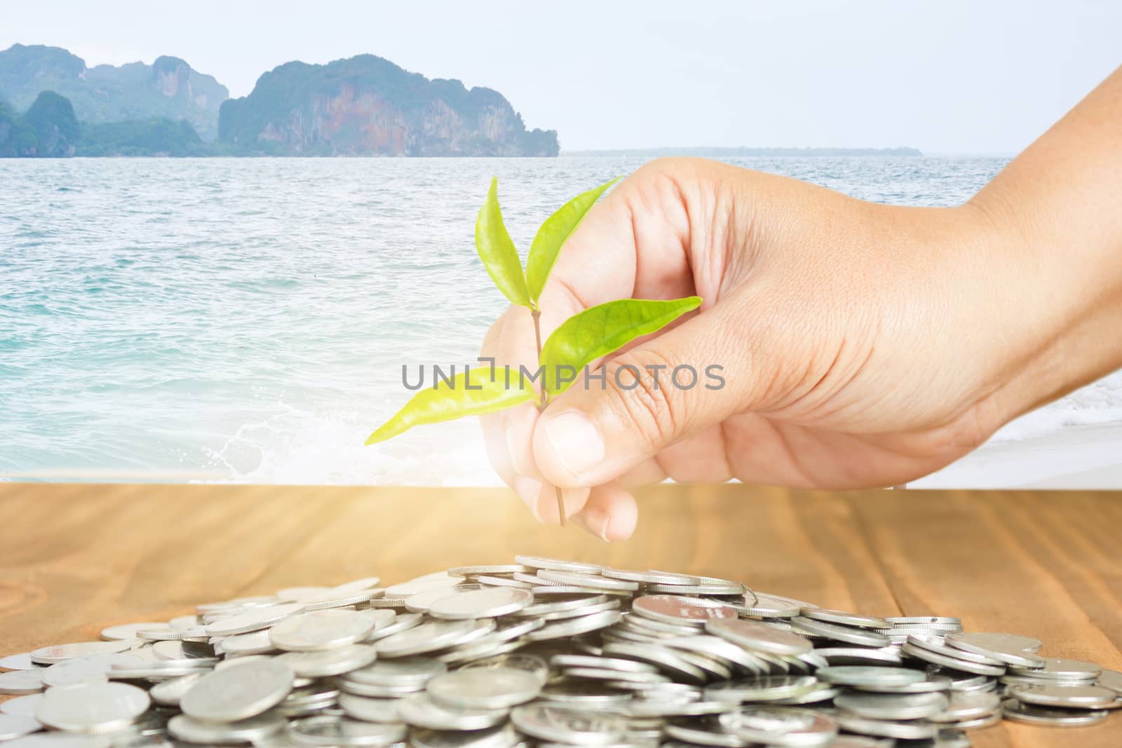 Close-Up Of Female Hand Pick Up The Leaf On The Coin With Mountain And Sea Background ,Business Finance And Money Concept, Business Investment Growth Concept by rakoptonLPN