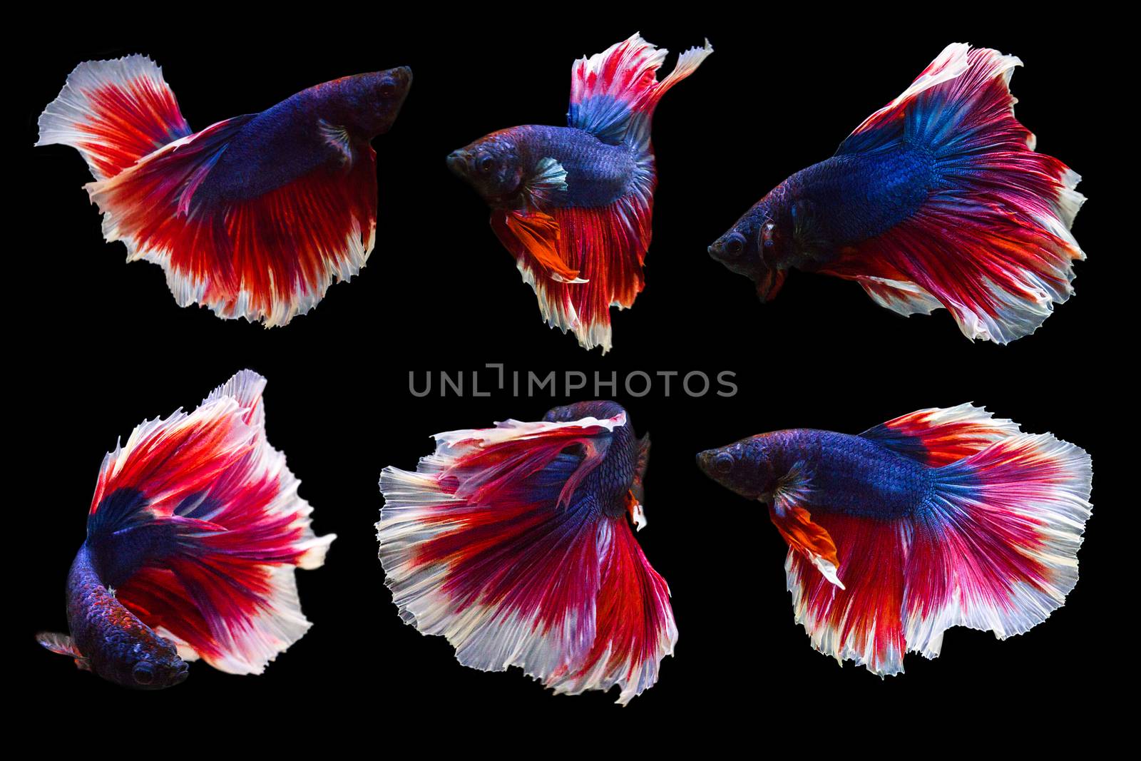 collection of betta fish isolated on black background, many acti by rakoptonLPN