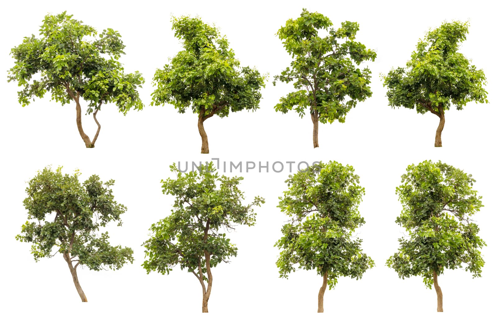 Collection Of Green Tree Isolated On White Background, Tropical Trees Isolated Used For Design, Advertising And Architecture by rakoptonLPN