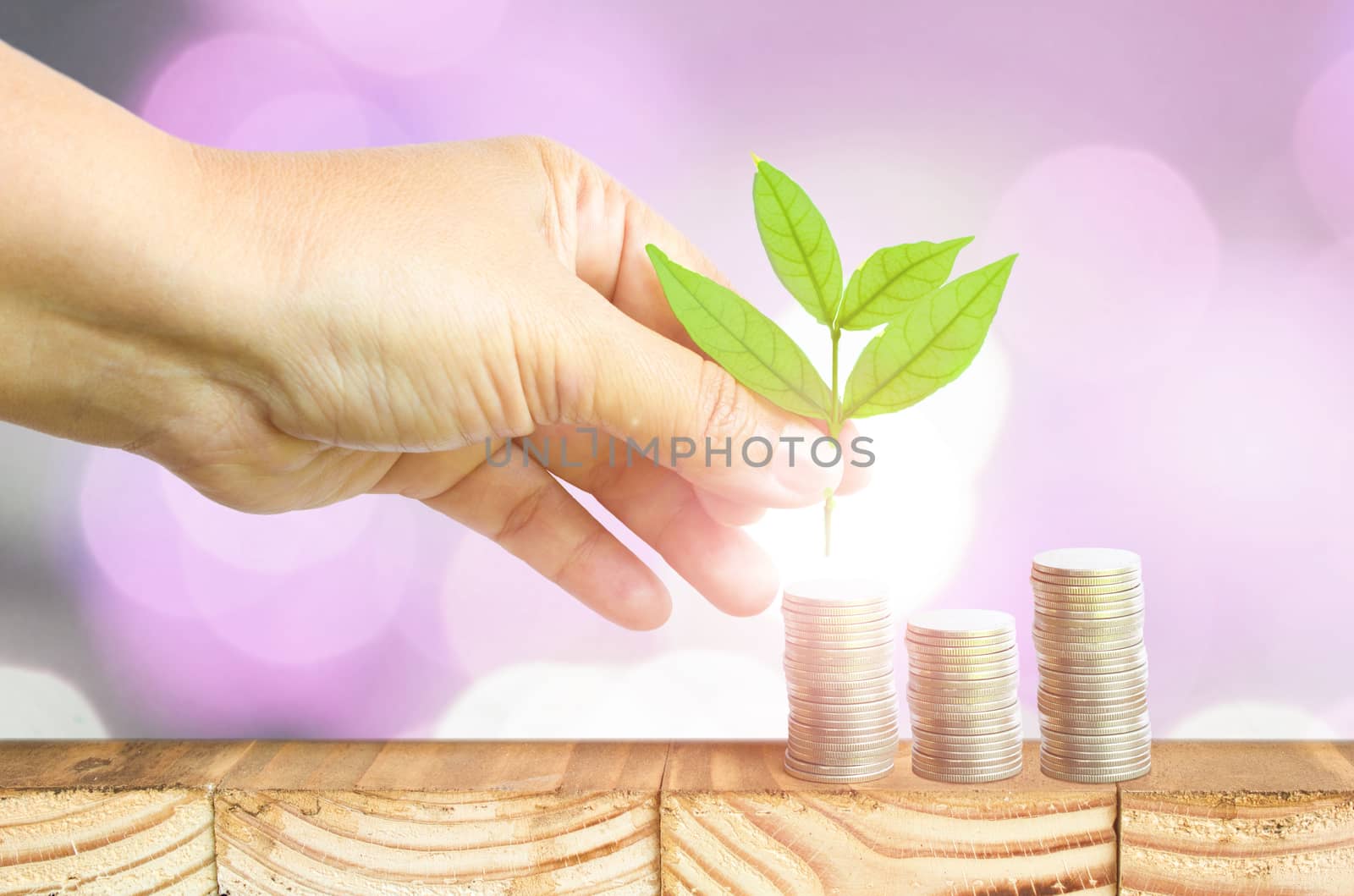 Close-Up Of Female Hand Pick Up The Leaf On The Coin With Bokeh Soft Light Blur Background ,Business Finance And Money Concept, Business Investment Growth Concept