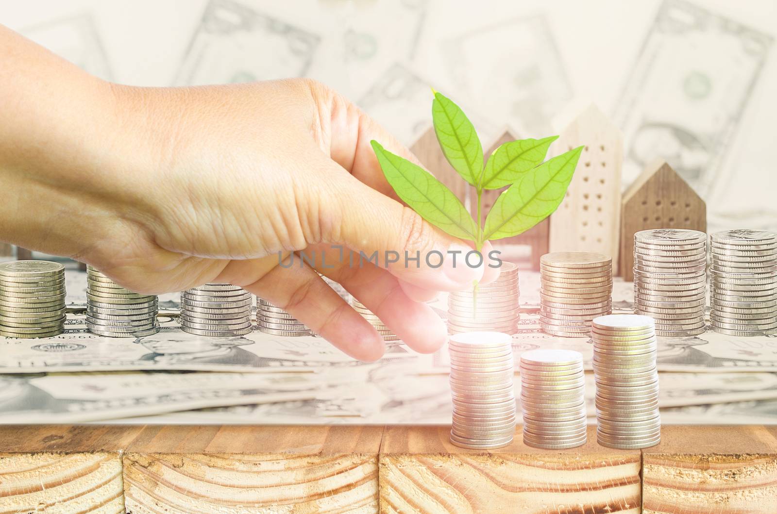 Close-Up Of Female Hand Pick Up The Leaf On The Coin With Dollar Banknote Blur Background ,Business Finance And Money Concept, Business Investment Growth Concept by rakoptonLPN