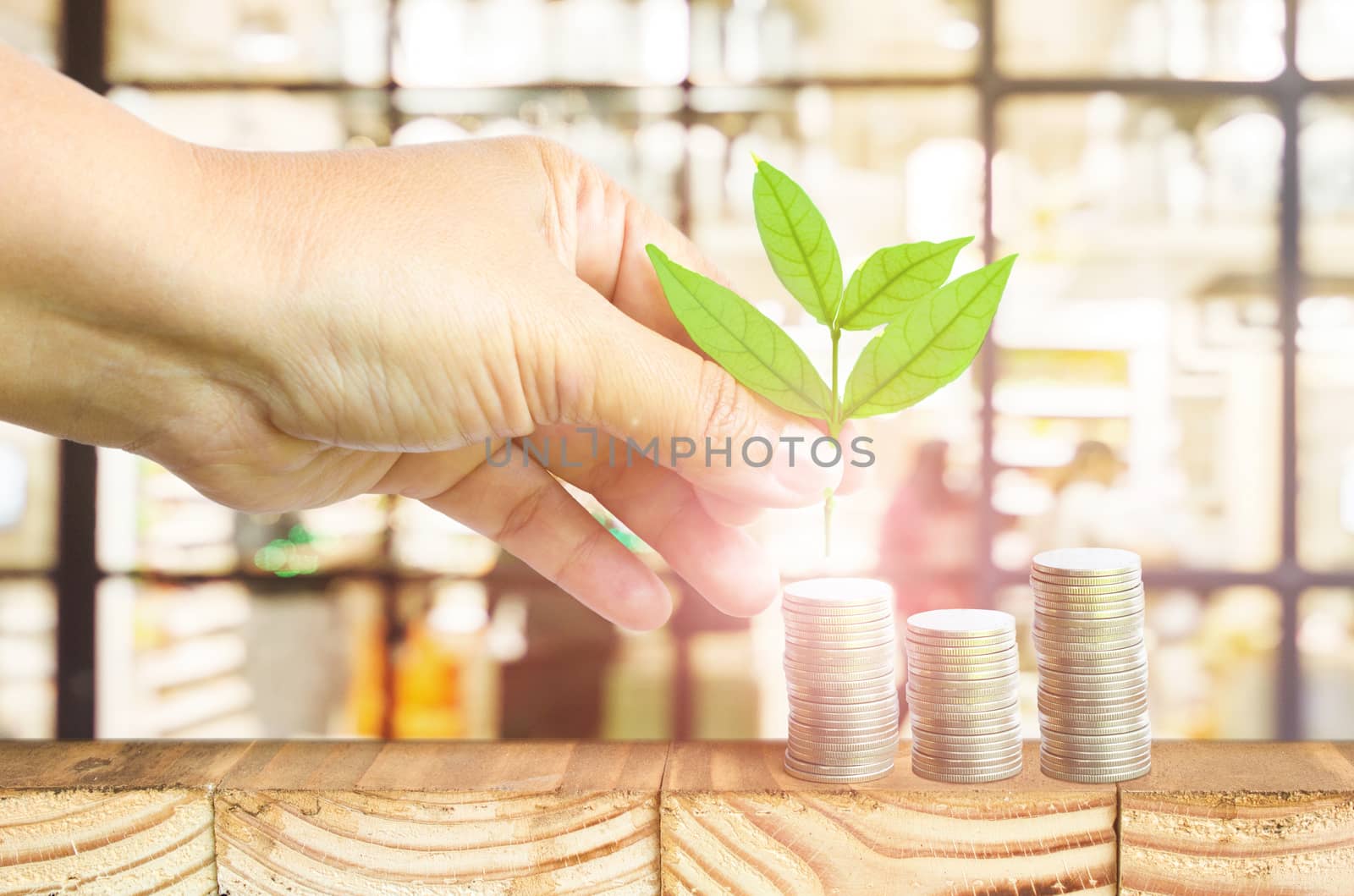Close-Up Of Female Hand Pick Up The Leaf On The Coin With Office Blur Background ,Business Finance And Money Concept, Business Investment Growth Concept by rakoptonLPN