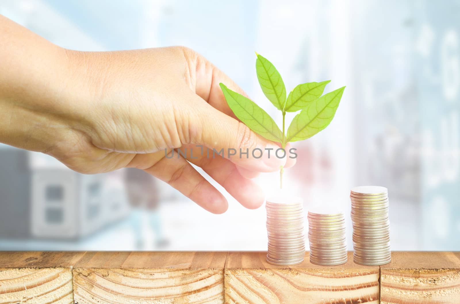 Close-Up Of Female Hand Pick Up The Leaf On The Coin With Office Blur Background ,Business Finance And Money Concept, Business Investment Growth Concept