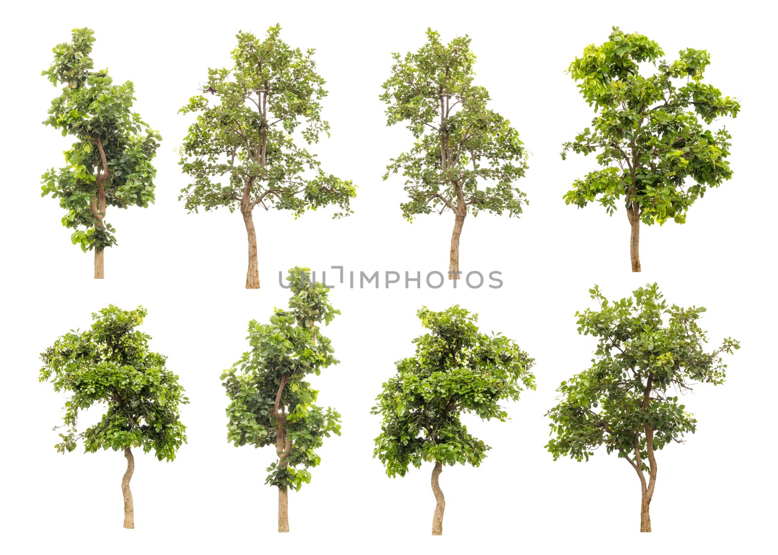 Collection Off Green Trees Isolated On White Background, Tropical Trees Isolated Used For Design, Advertising And Architecture.