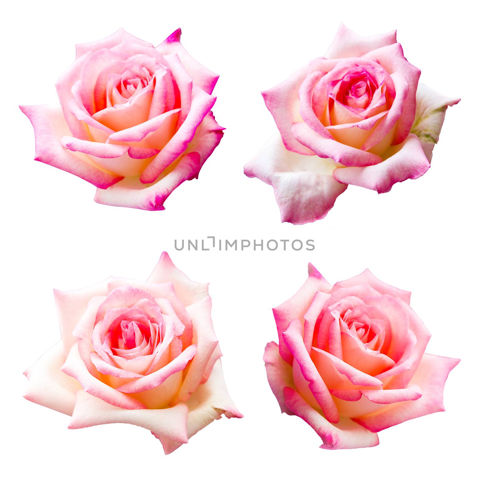 collection of beautiful pink rose isolated on white background, flower for lover and wedding by rakoptonLPN