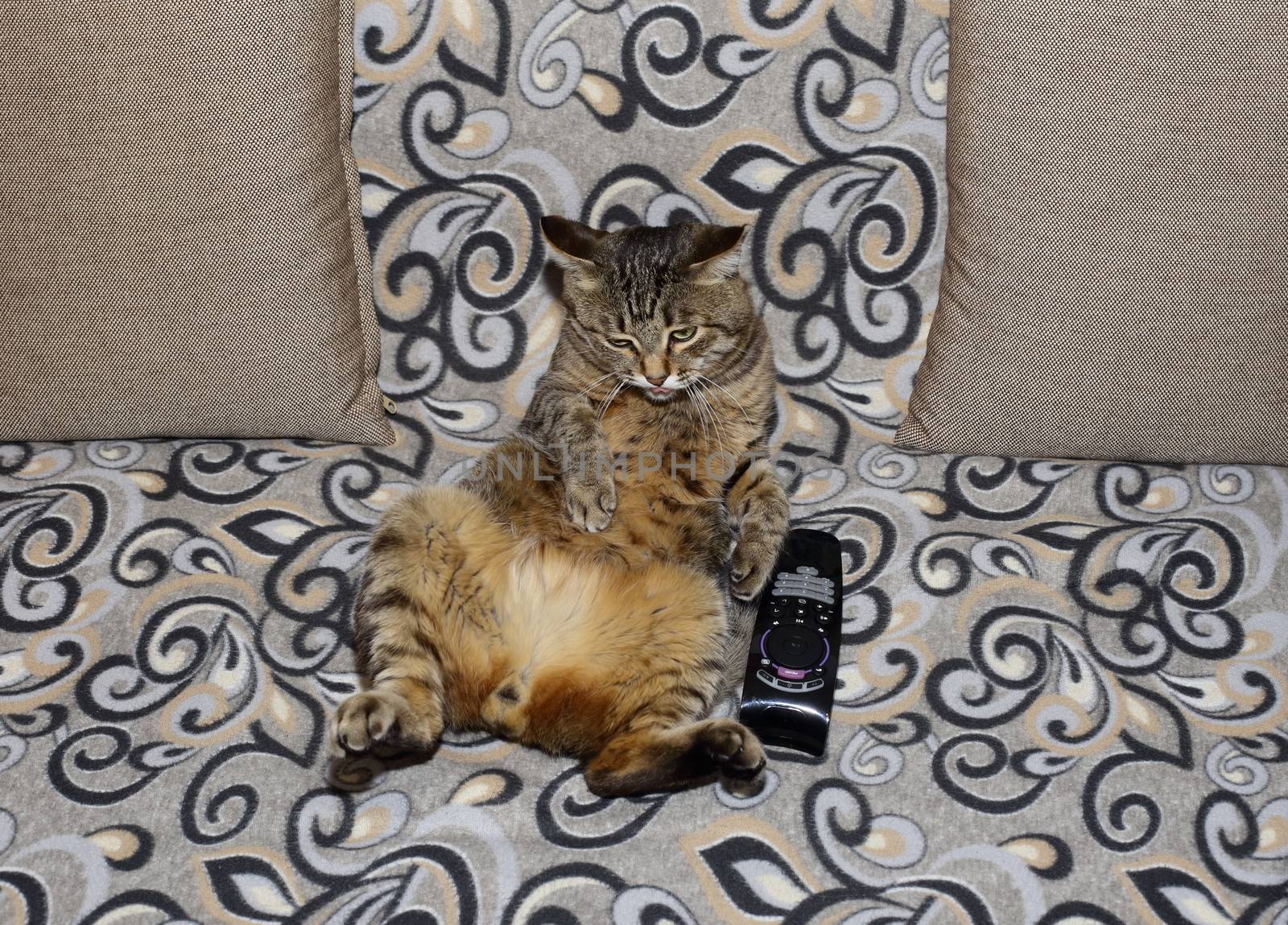 Handsome cat. Fluffy and striped is on the couch in a relaxed pose.