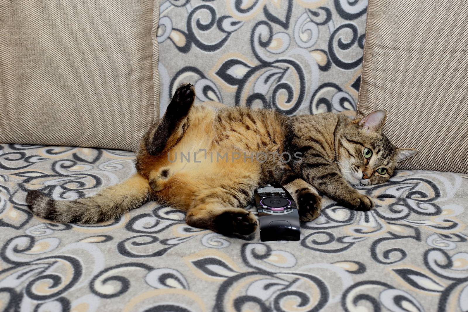 Handsome cat. Fluffy and striped is on the couch in a relaxed pose.