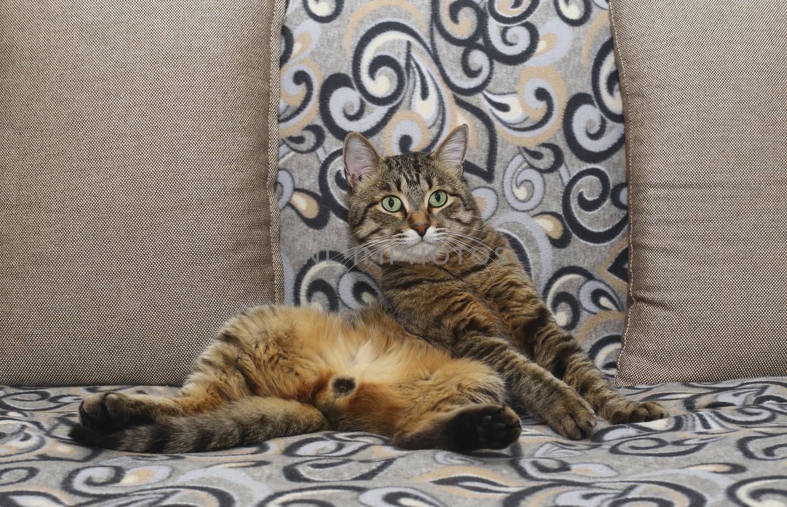 Handsome cat. Fluffy and striped is on the couch in a relaxed pose.