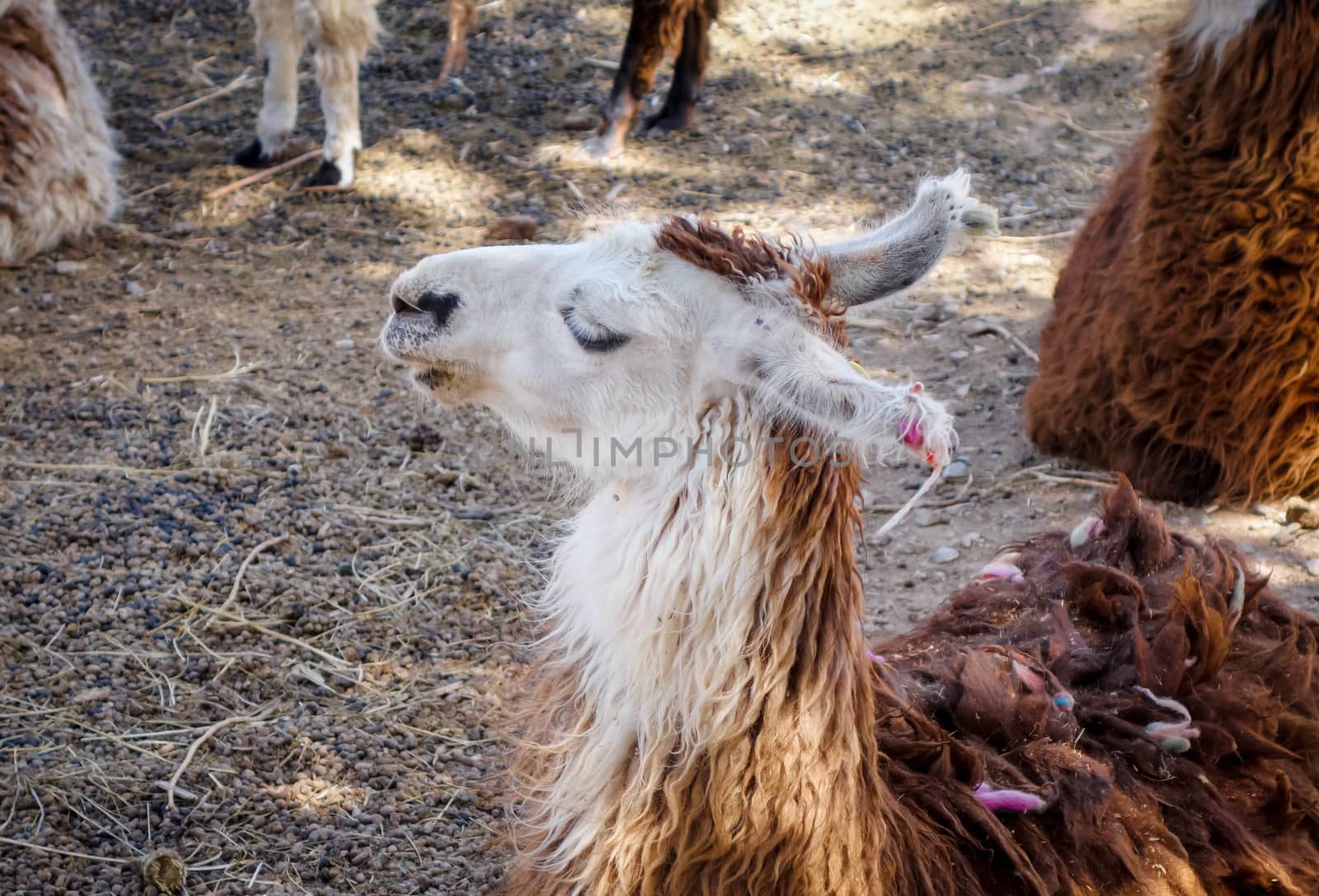 Lamas in a farm by daboost