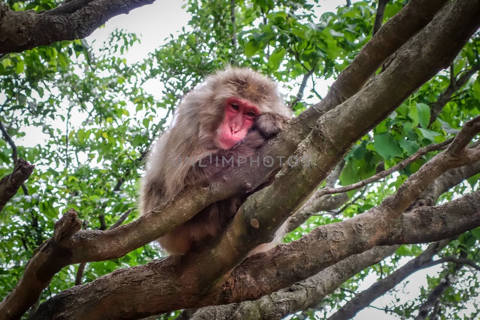 Japanese macaque on a tree, Iwatayama monkey park, Kyoto, Japan by daboost