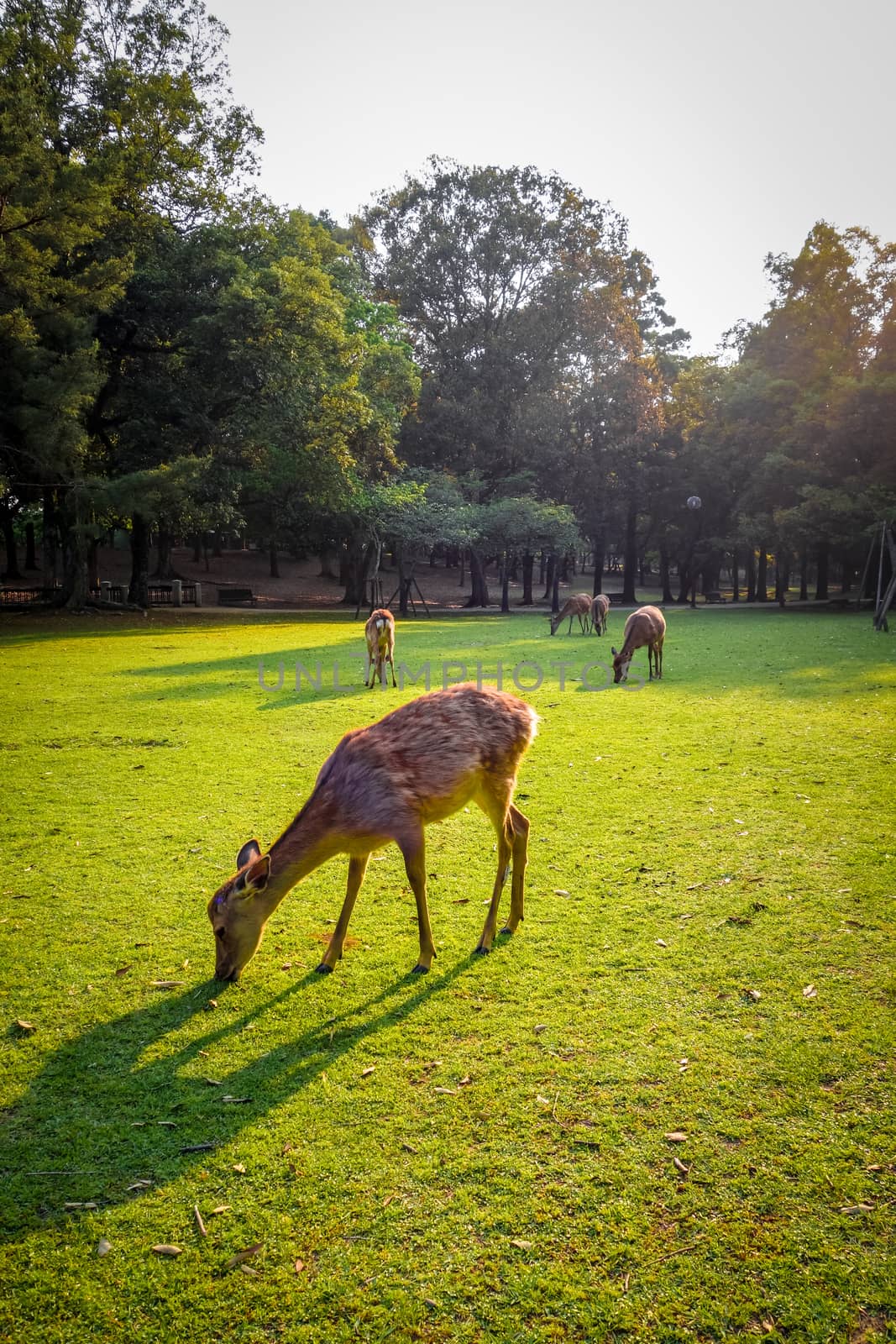 Sika deers in Nara Park, Japan by daboost