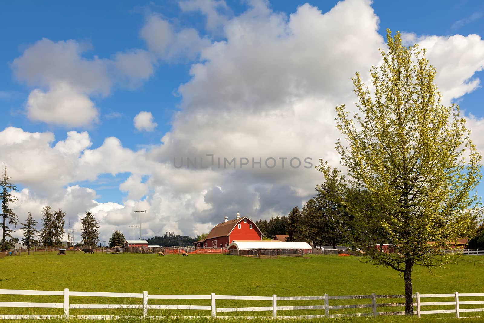 Cattle Ranch and Sheep Farm in Rural Oregon by Davidgn