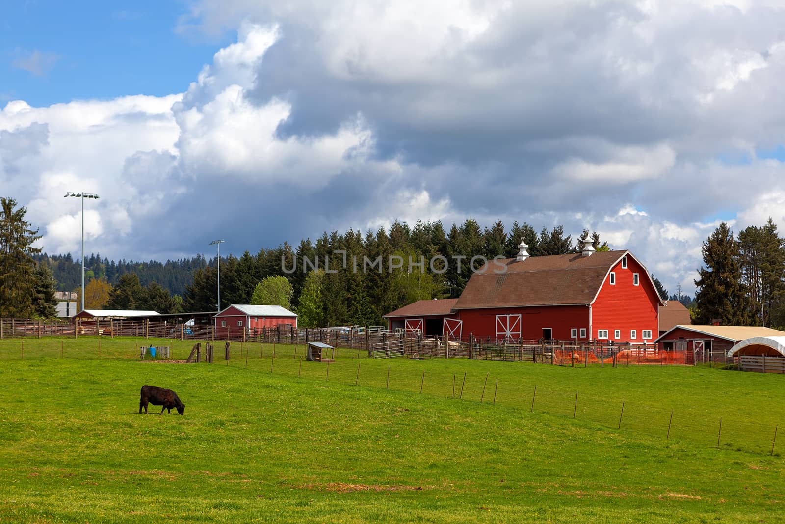 Cow Grazing on Green Pasture by Red Barn by Davidgn