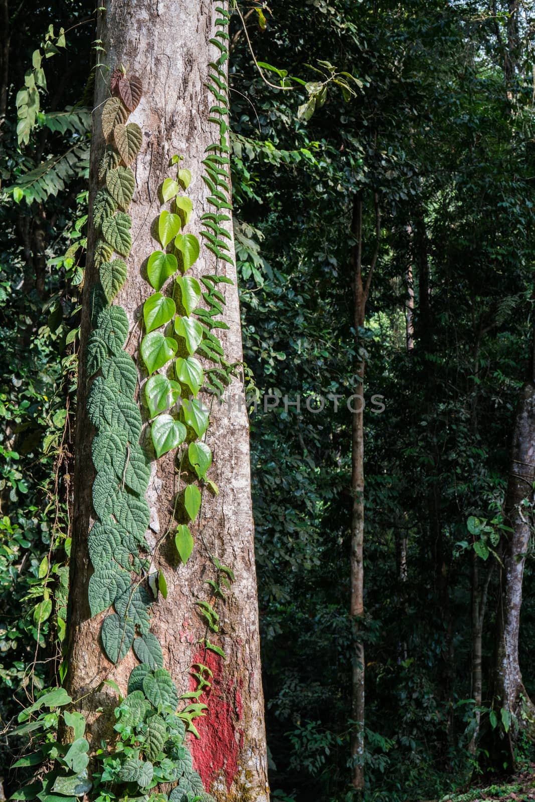 Rainforest at Tawau Hills Park, Sabah, Malaysia