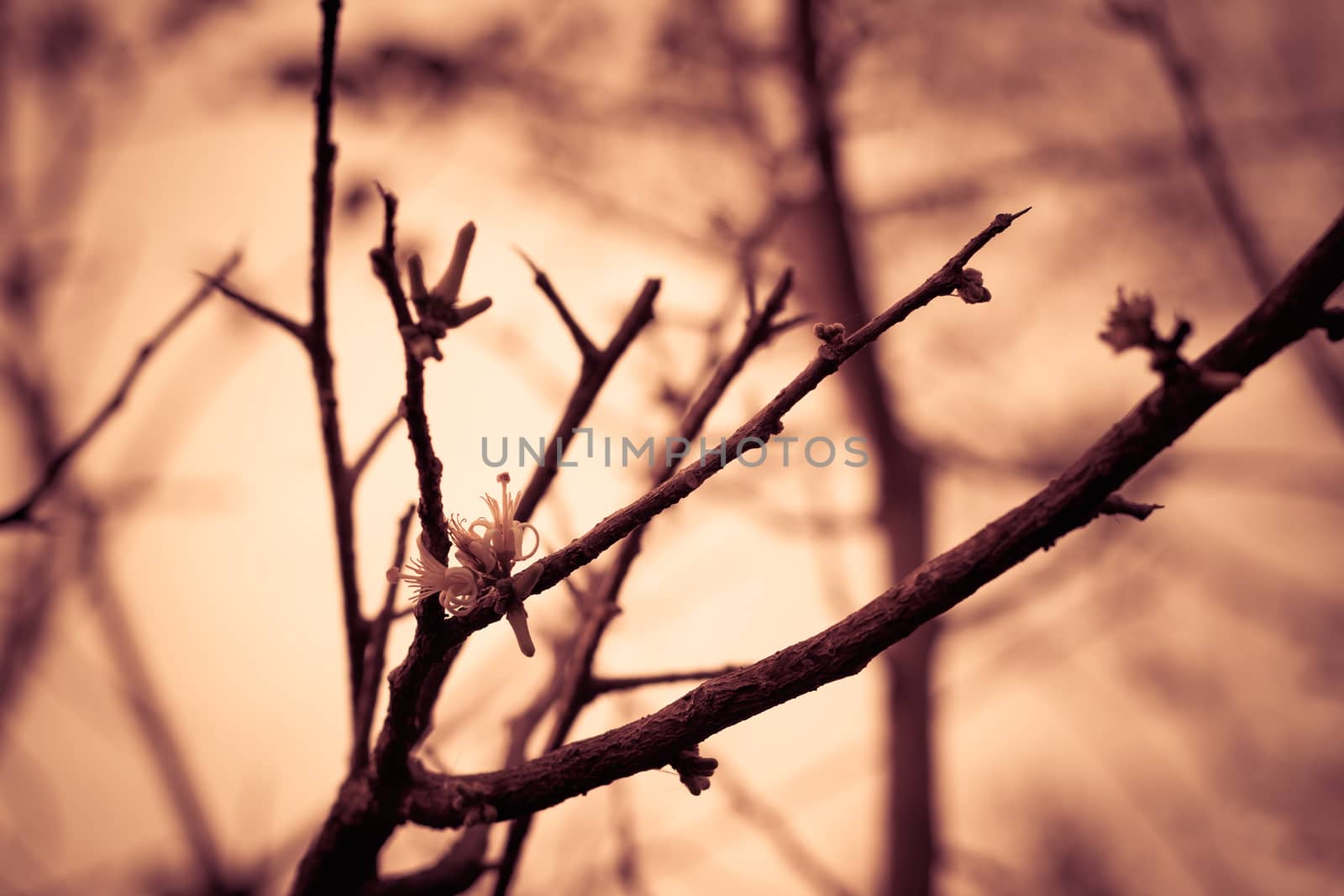 Spring time blossom abstract blurred background. Beautiful nature scene with blooming tree and sun flare. Vintage styled, sepia toned