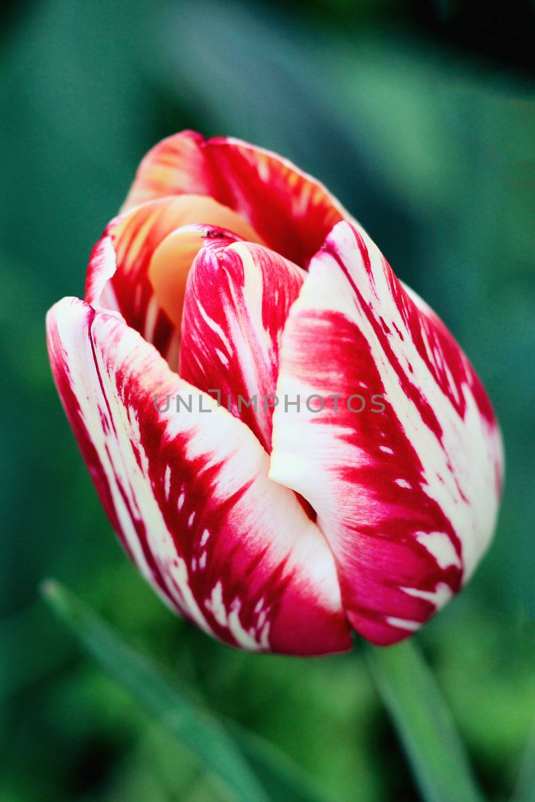 biautiful big red and white tulip. photo. flowers spring