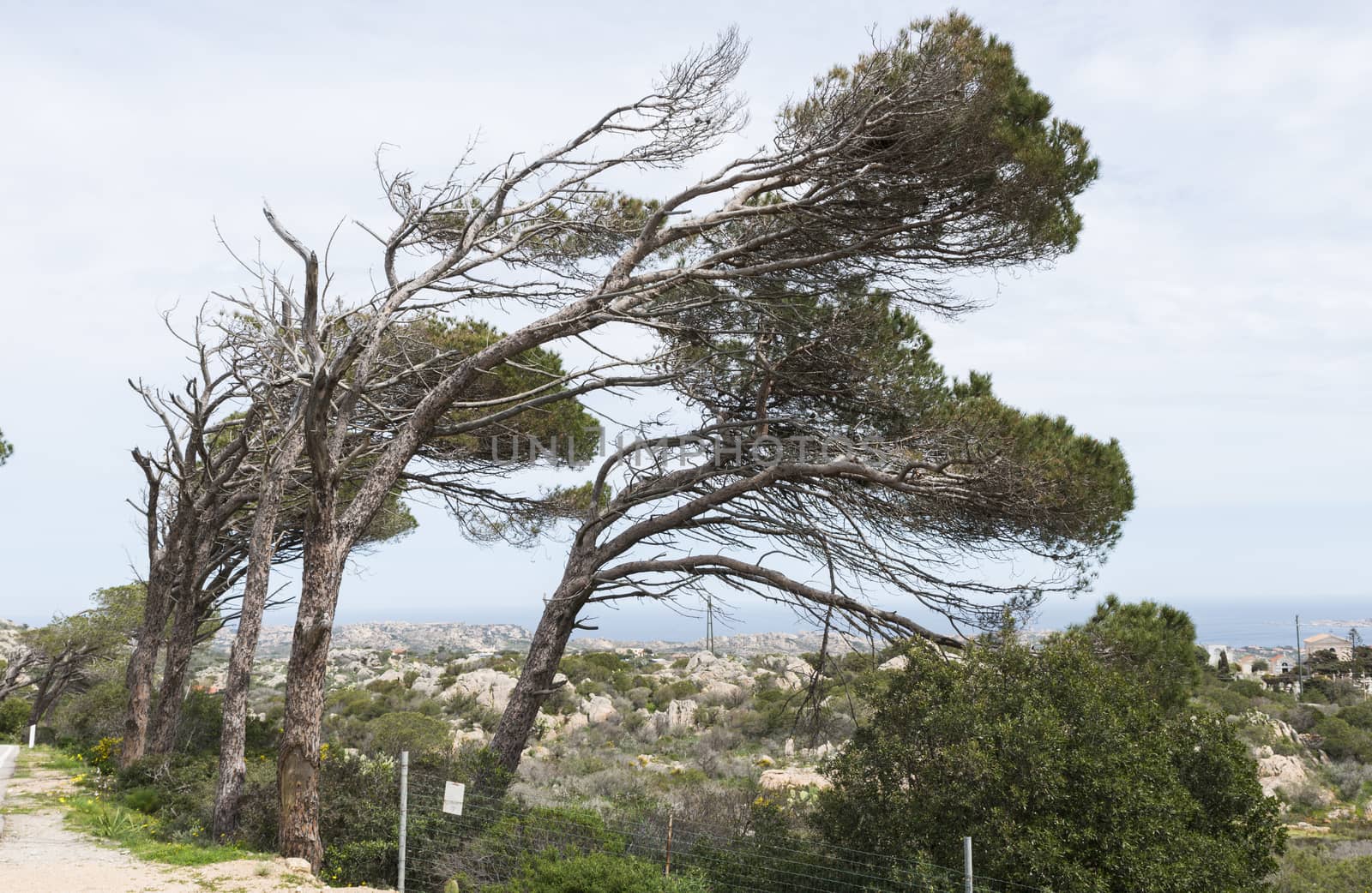 trees in the wind on maddalena island by compuinfoto