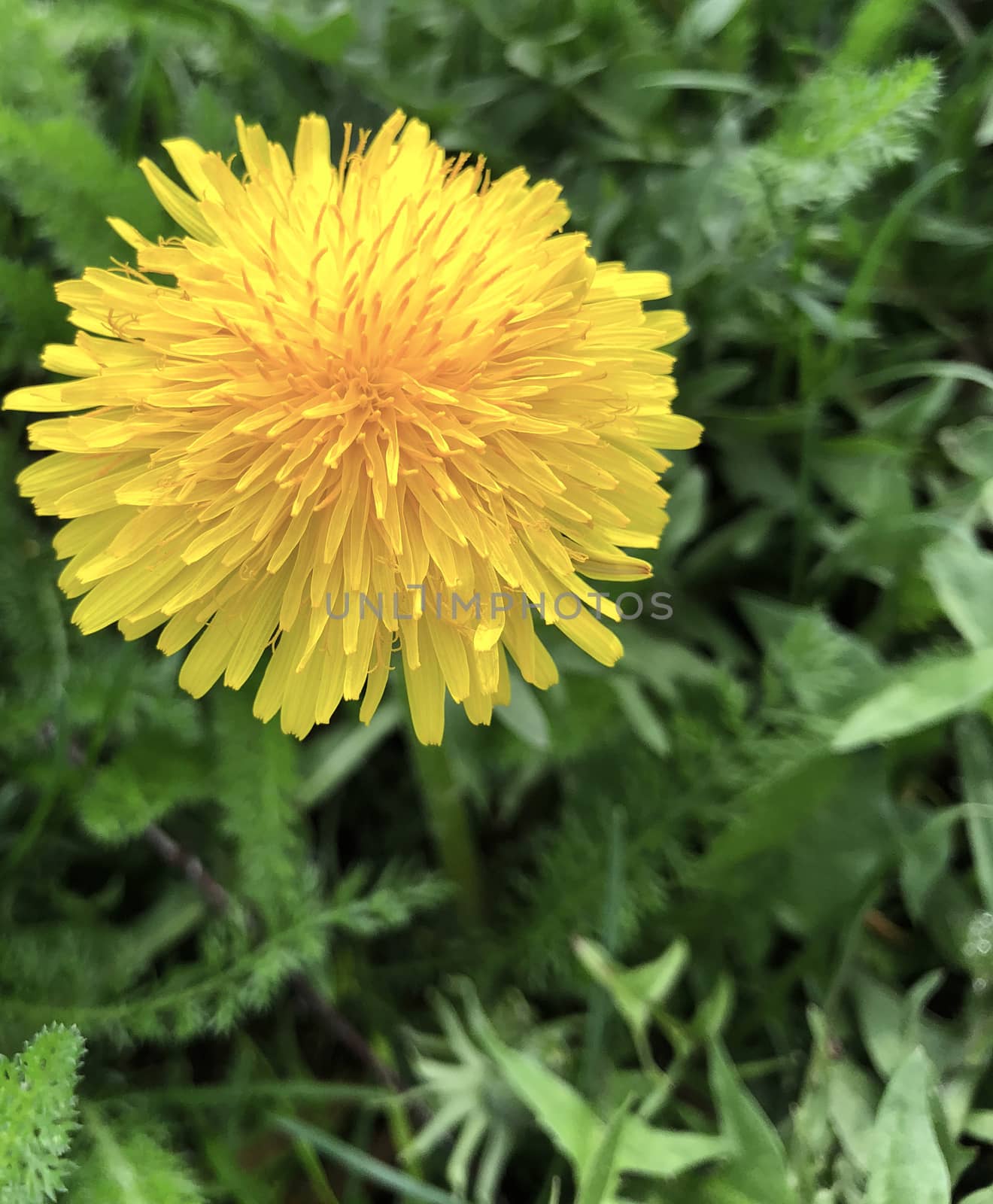 Dandelion blooming in a sunny spring day