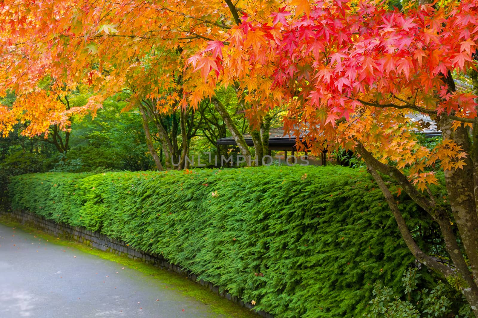 Strolling path in Japanese Garden lined with maple trees in fall season colors