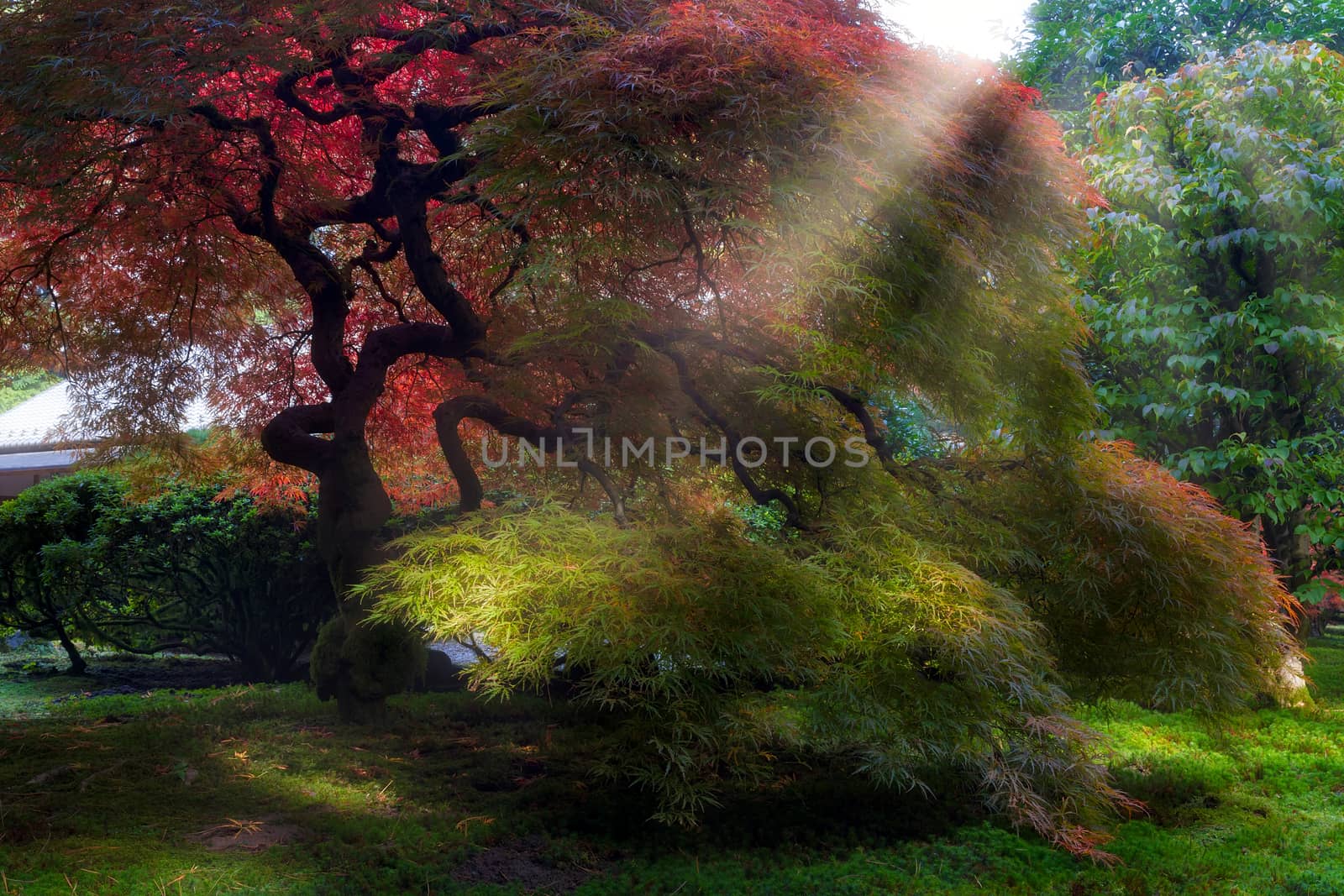 Morning sun ray beams on Old Japanese Maple trees in Japanese Garden in Fall Season