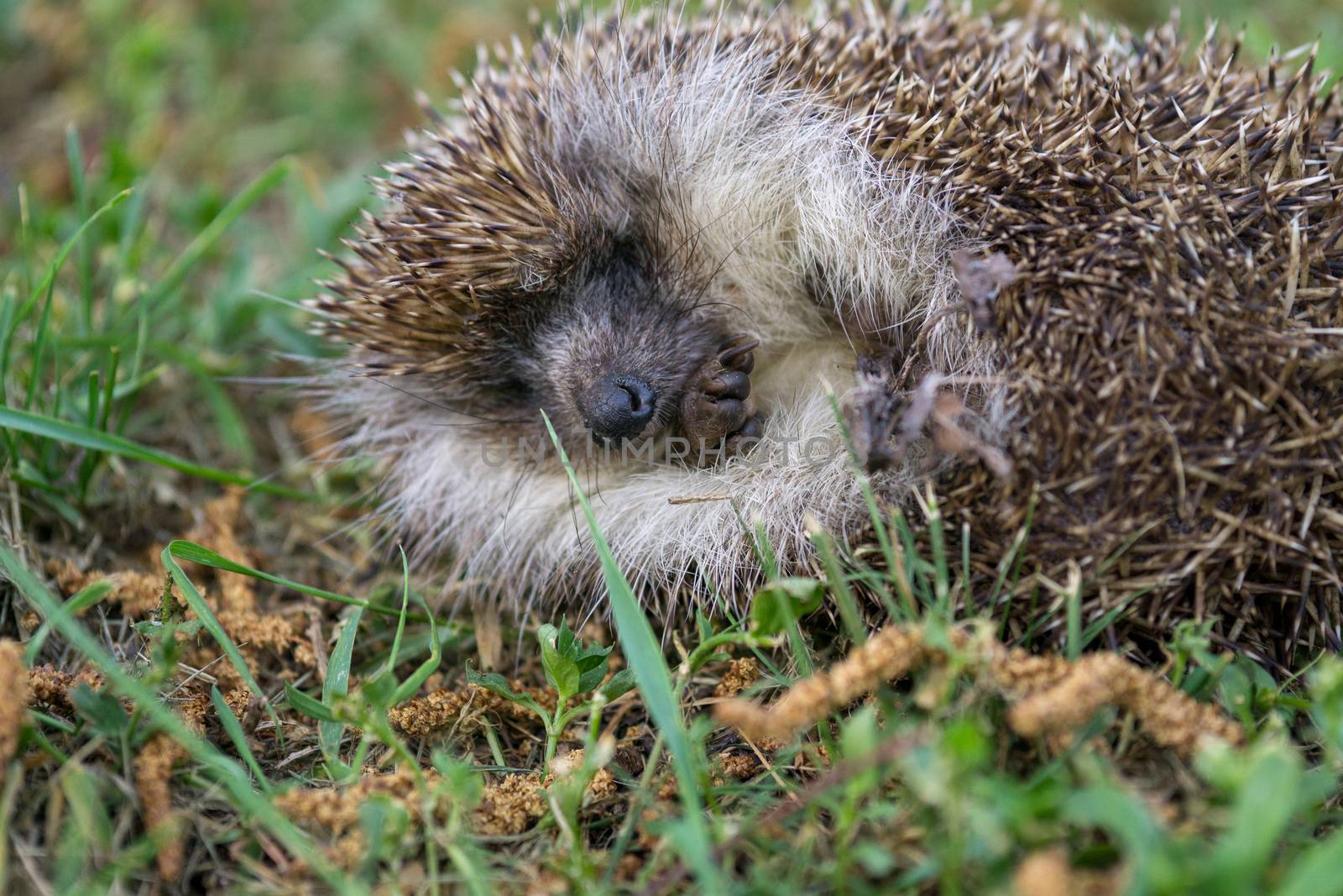 a hedgehog is sleeping in the garden by Tevion25