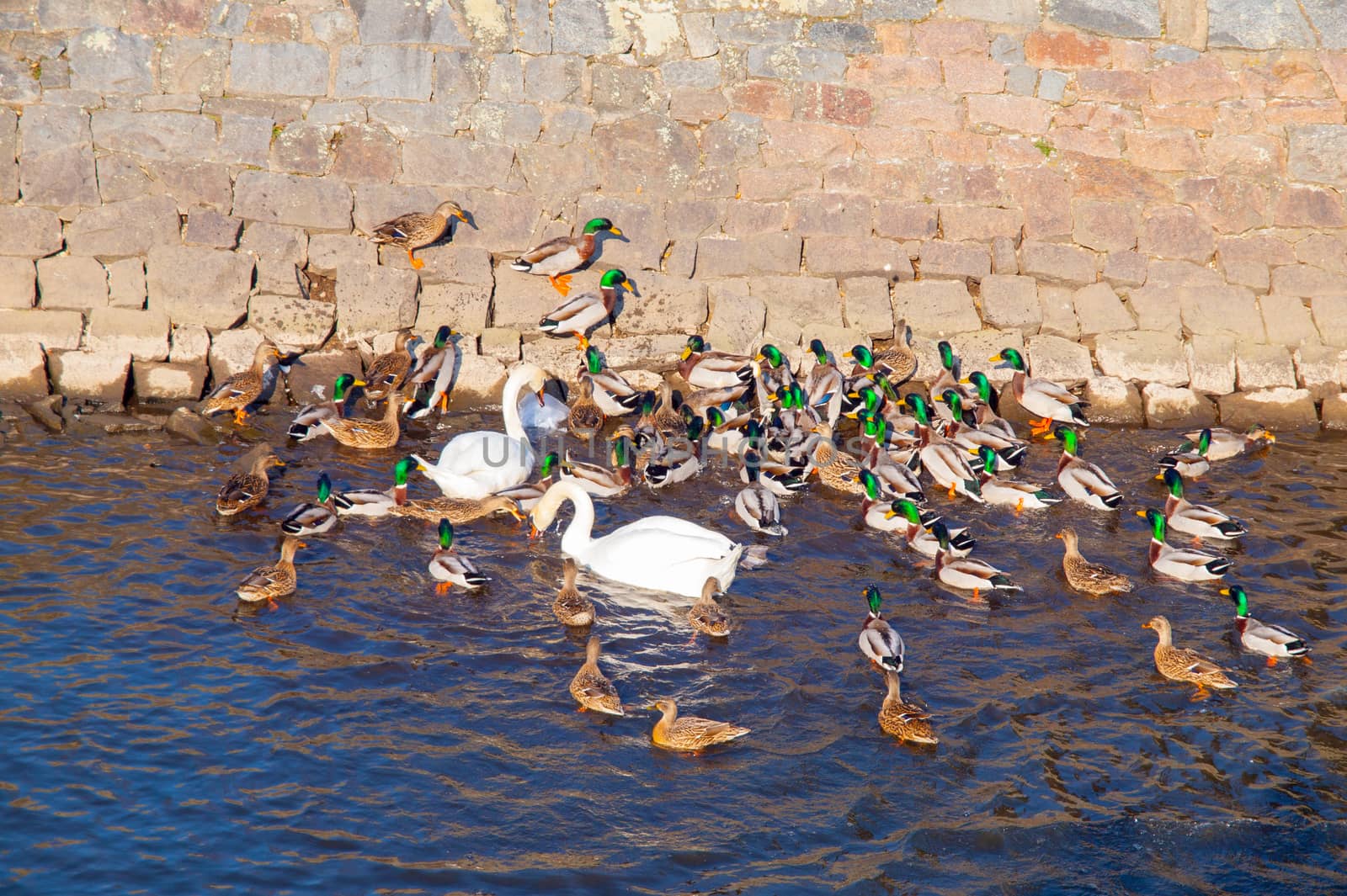 Group of many ducks and swans in the river by pyty