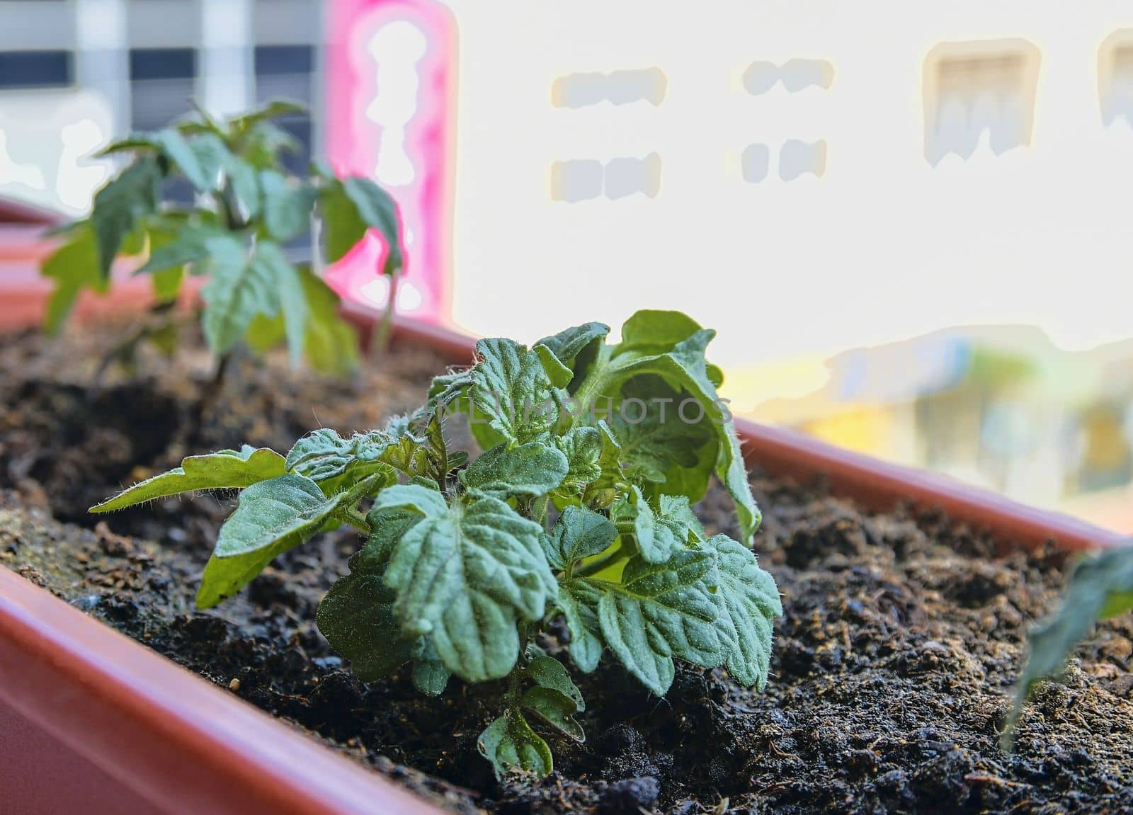 Planting and growing of dwarf tomatoes. Micro dwarf tomatoes in window box on windowsill. Garden and urban concept by roman_nerud