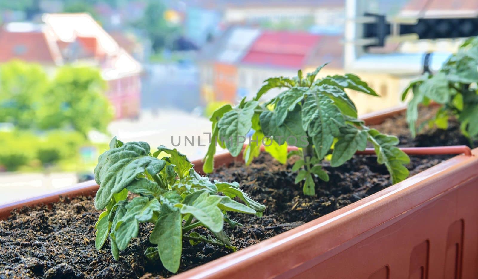 Planting and growing of dwarf tomatoes. Micro dwarf tomatoes in window box on windowsill. Garden and urban concept by roman_nerud